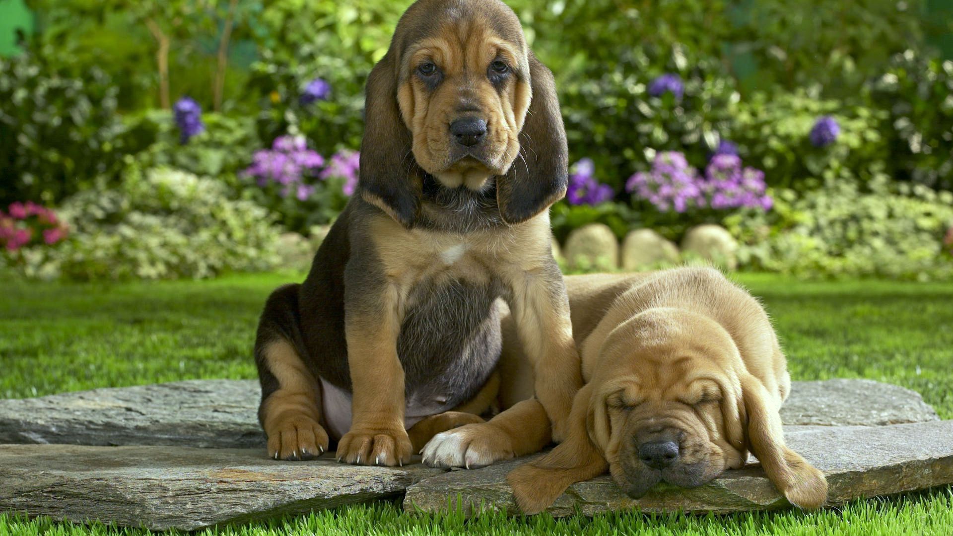 puppies, animals, flowers, grass, couple, pair, to lie down, lie, sleep, dream High Definition image