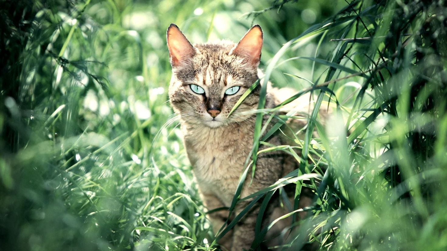 Grass animals. Кошки. Природа и животные. Котики на природе. Красивая кошка на природе.