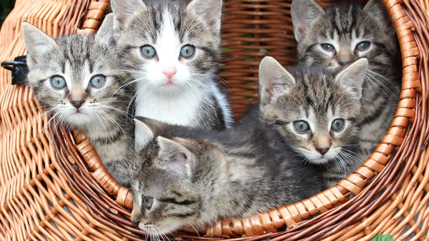 Всякие кошечки. Котята в корзинке. Корзинка для кошки. Кошка с котятами. Кошка в лукошке.