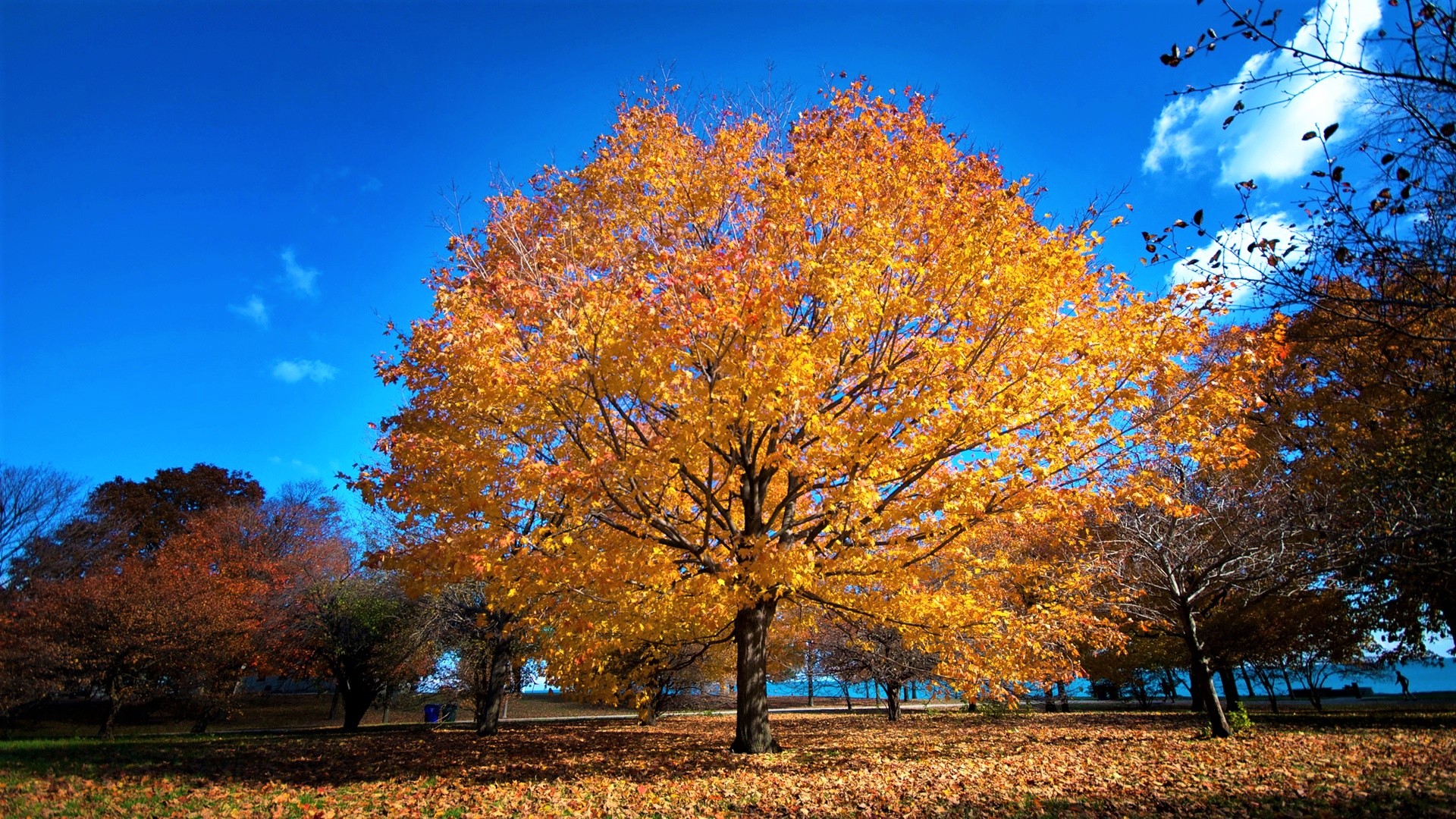 Осень дерево с хорошим качеством