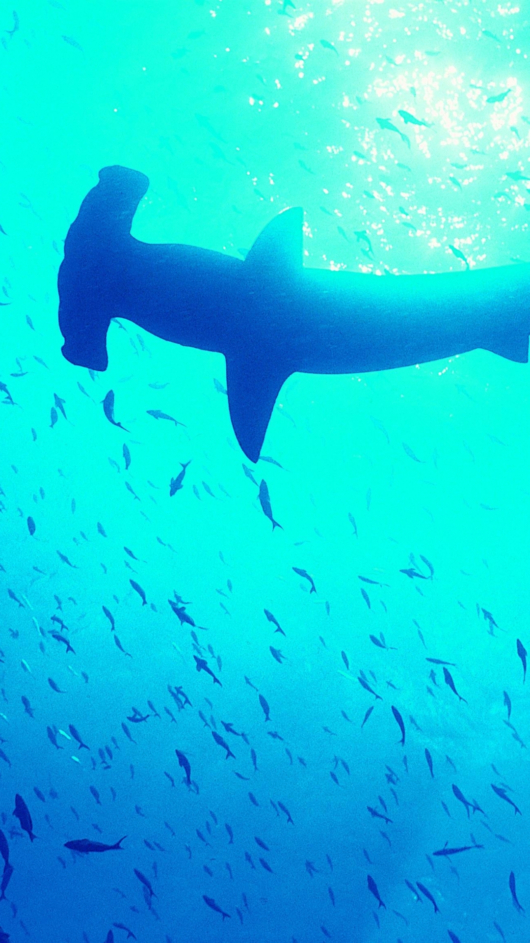 White Shark in Water Blue Wallpapers  Shark Wallpaper iPhone 4k
