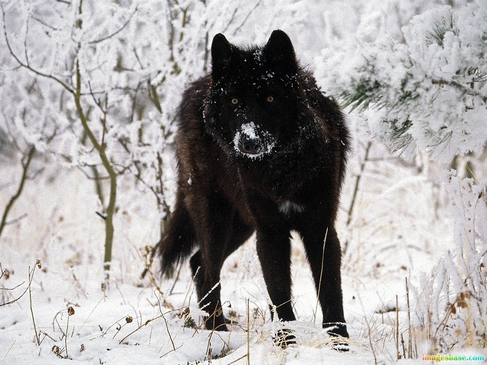 Скачать картинку Волки, Животные, Зима в телефон бесплатно.