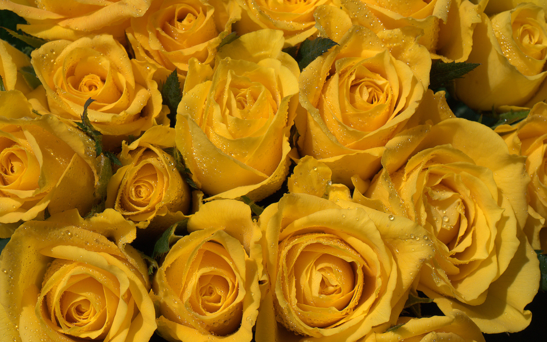 Желтые Розы Обои