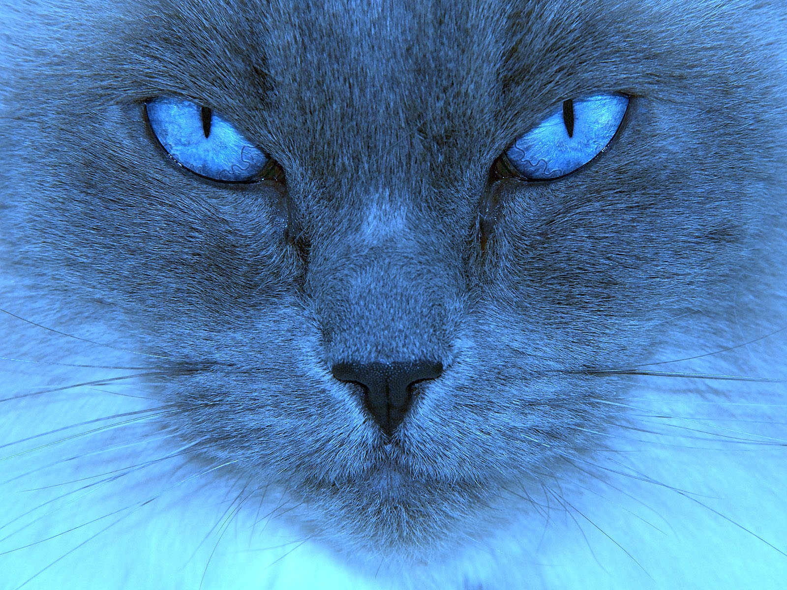 Синяя кошка