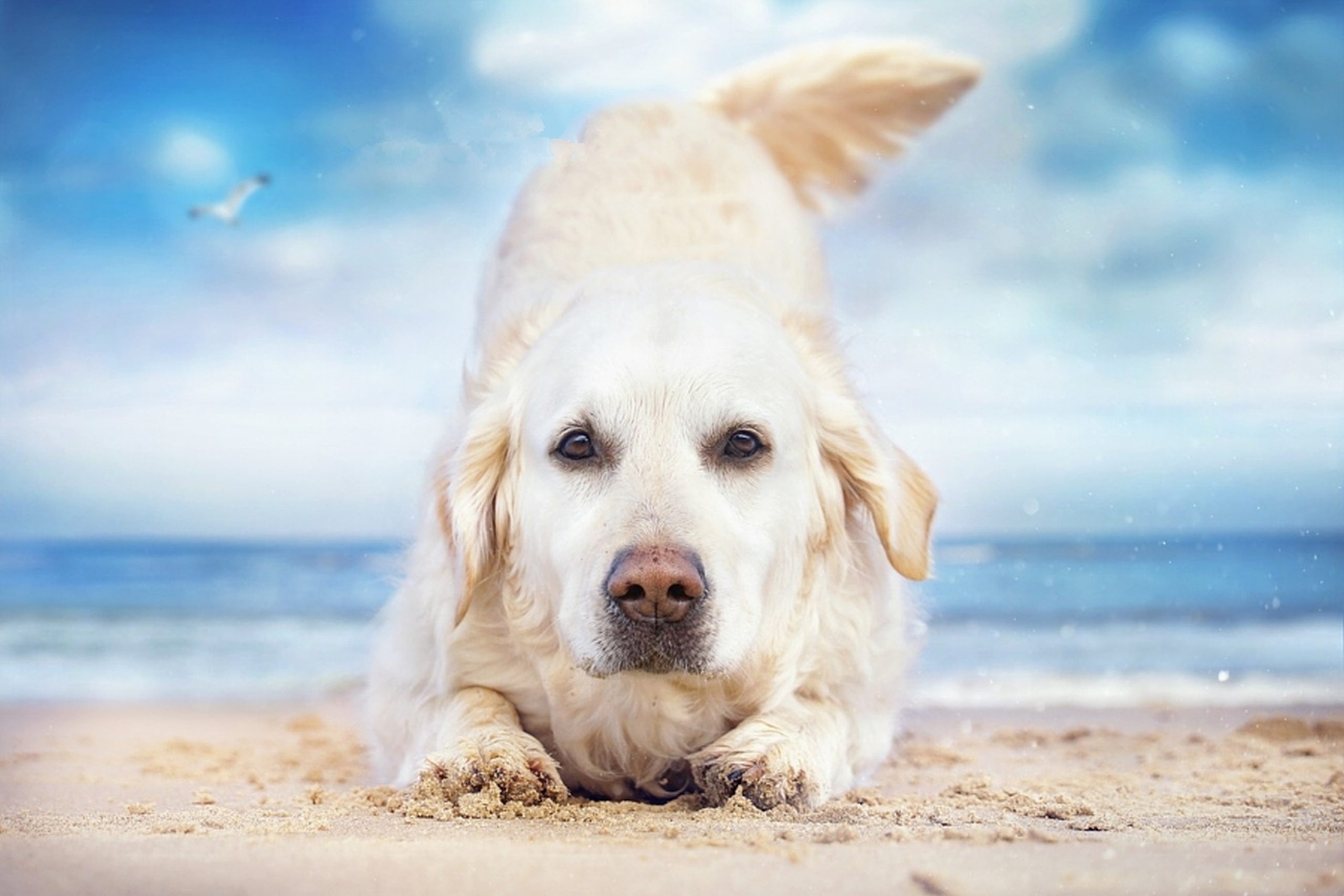 dog beach wallpaper