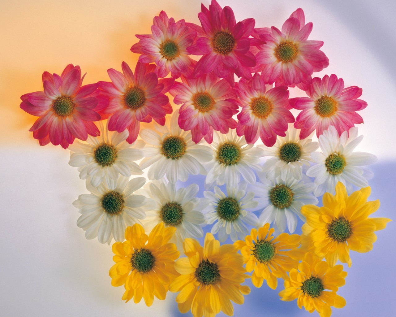 Téléchargez des papiers peints mobile Plantes, Fleurs gratuitement.