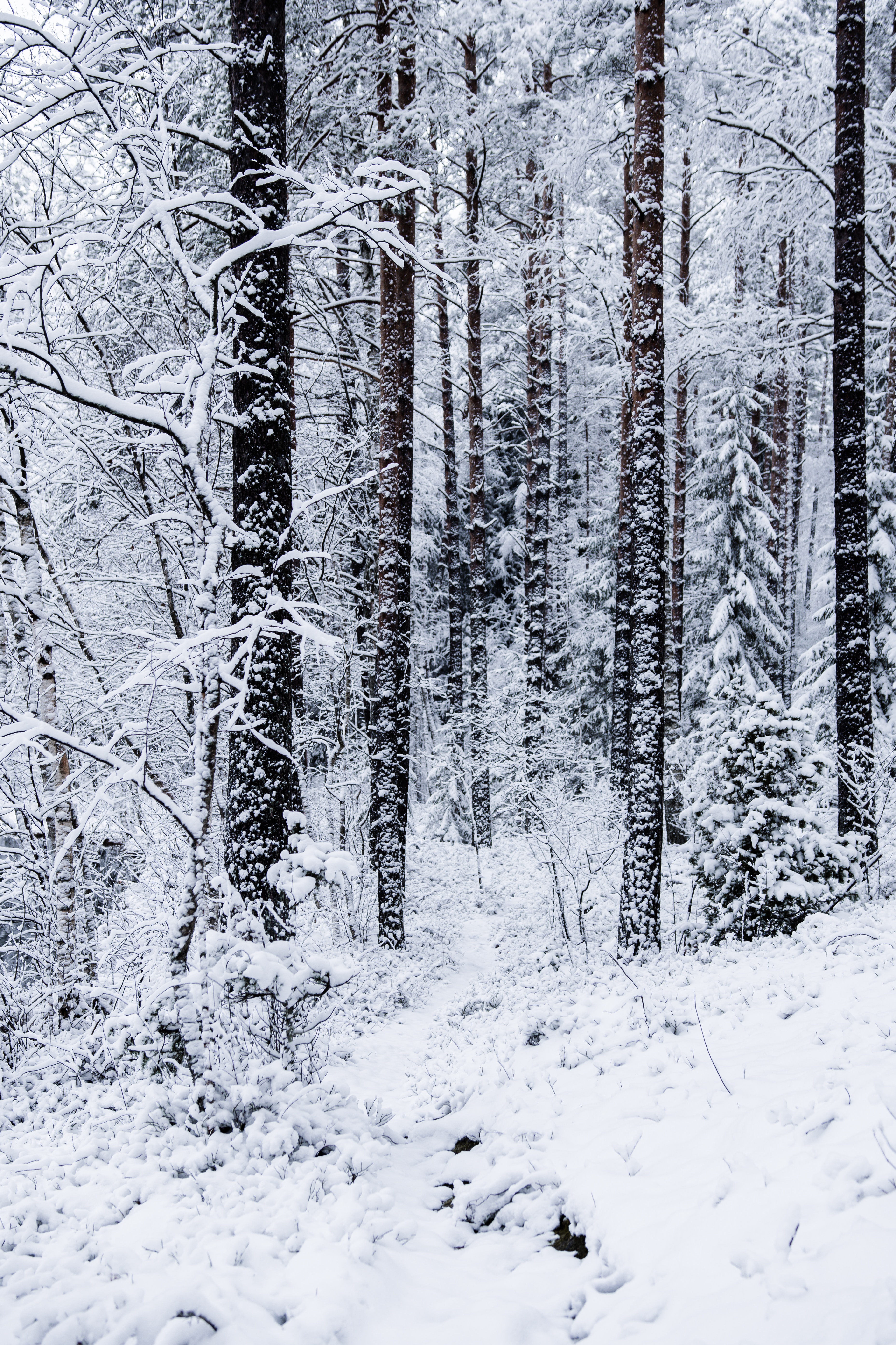 Download mobile wallpaper Nature, Forest, Trees, Snow, Winter for free.