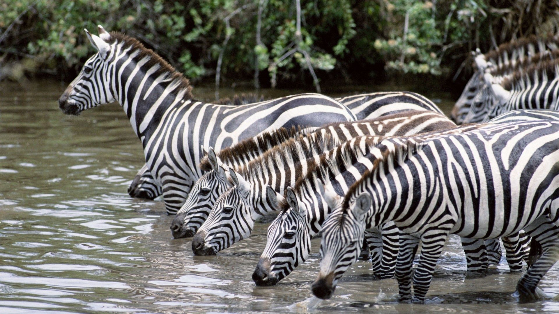 zebra, animals, water, drink, herd, thirst HD wallpaper