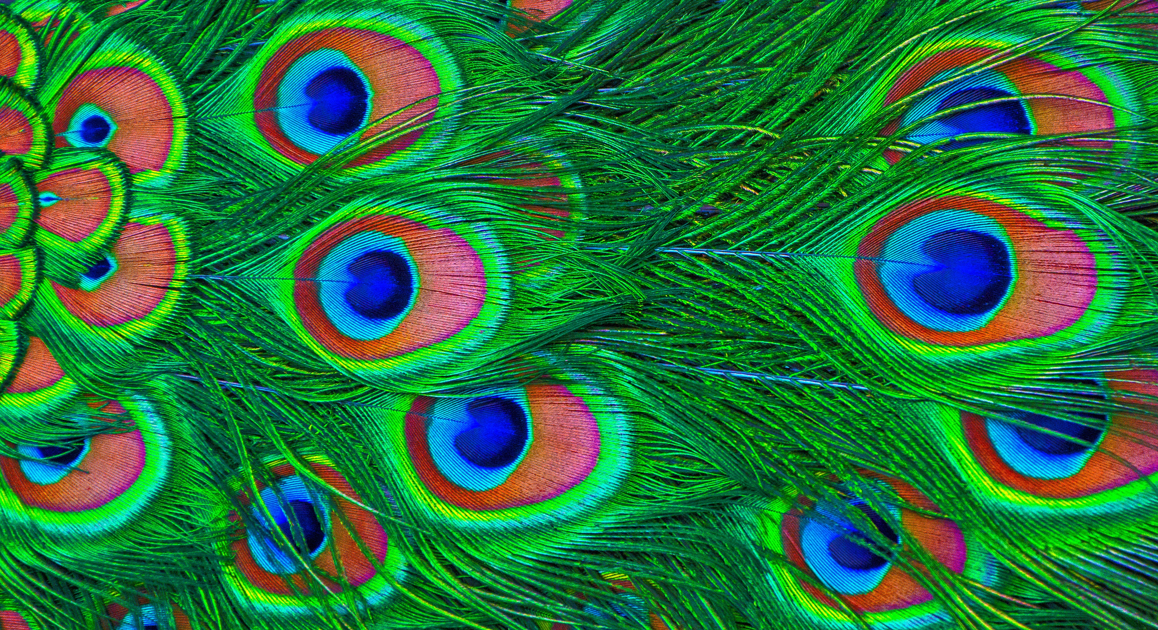 colourful, feather, miscellanea, miscellaneous, colorful, peacock 4K, Ultra HD