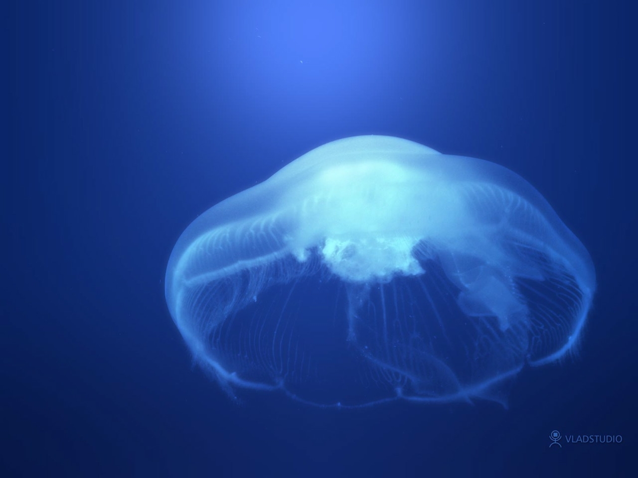Download mobile wallpaper Animals, Water, Jellyfish for free.