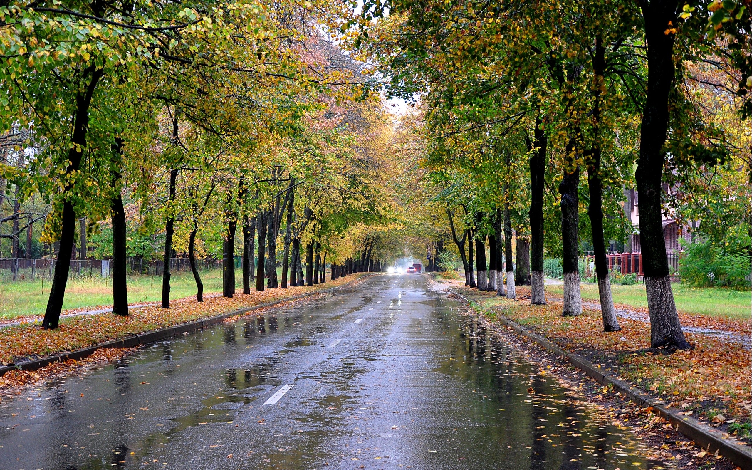 無料モバイル壁紙風景, 木, 道路, 秋をダウンロードします。