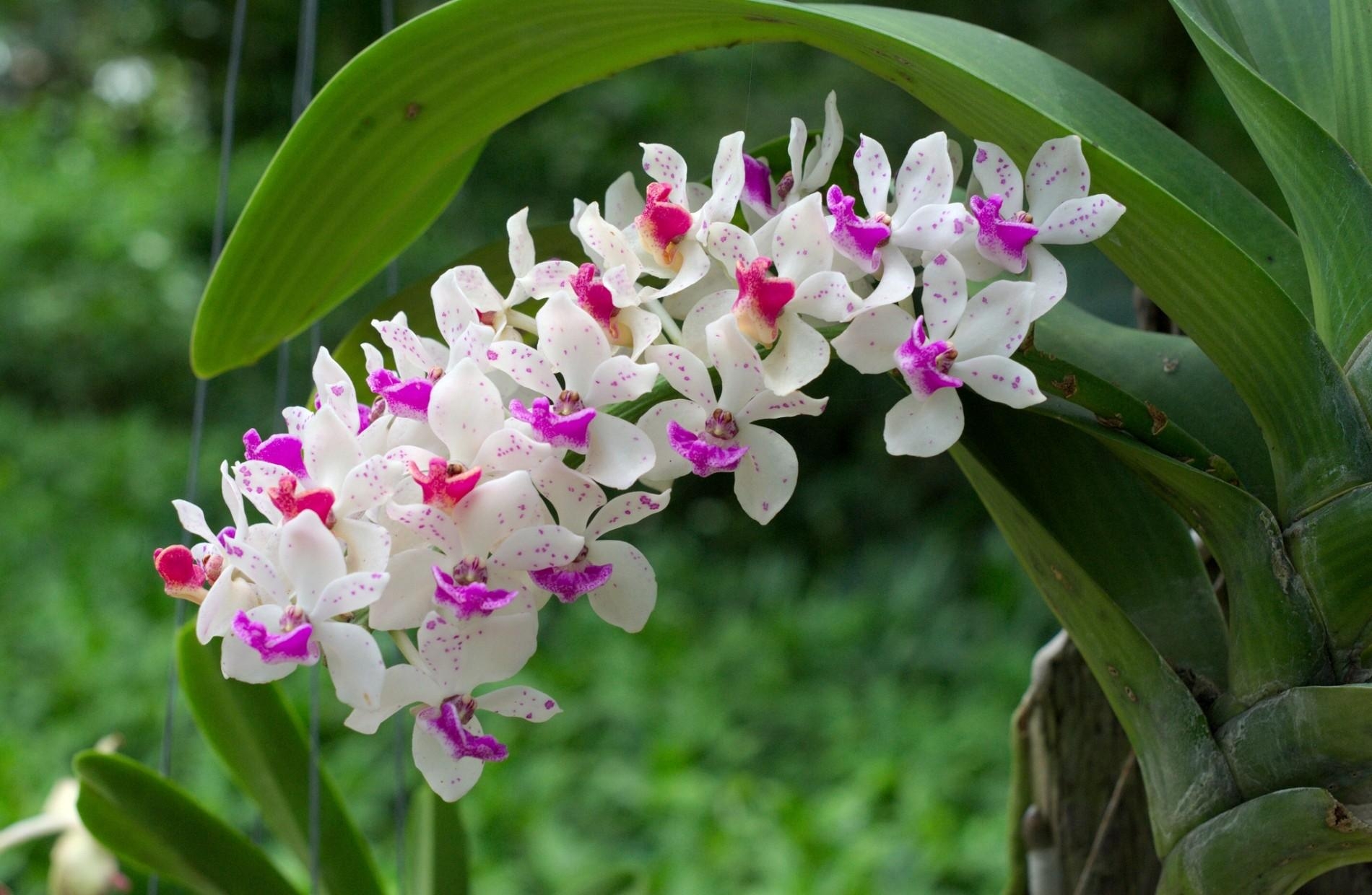 Téléchargez des papiers peints mobile Orchidée, Flou, Branche, Lisse, Fleurs, Feuilles, Floraison gratuitement.