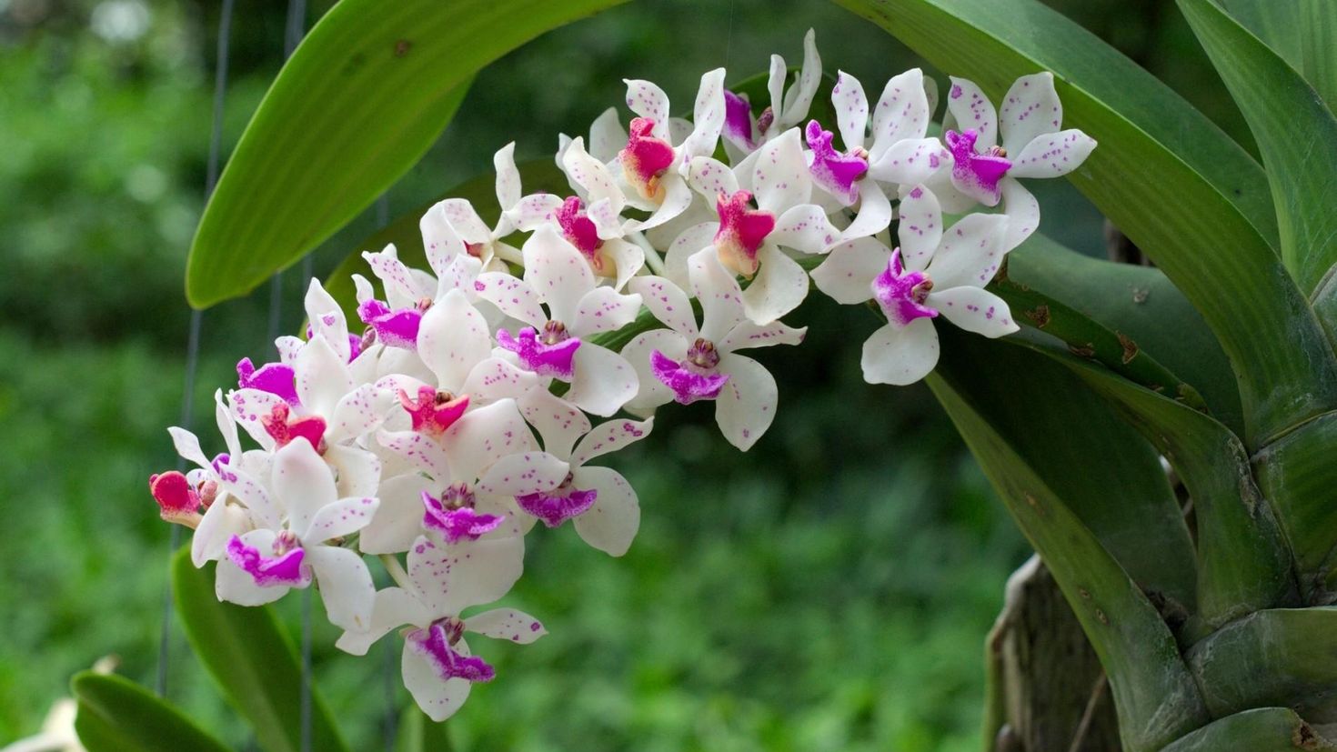 Картинки диких орхидей. Rhynchostylis gigantea. Орхидея Эсми. Ринхостилис. Фаленопсис фата Моргана.