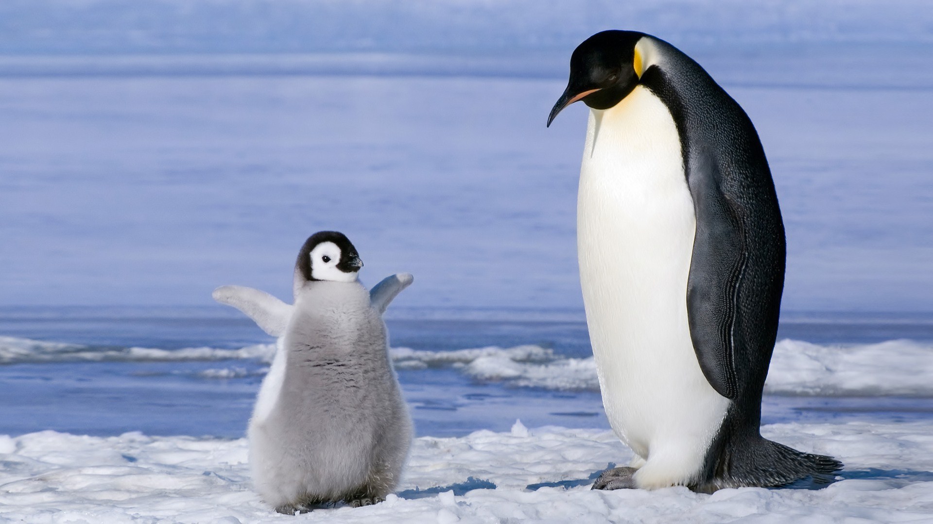 320335 Hintergrundbild herunterladen tiere, pinguin, vogel, vögel - Bildschirmschoner und Bilder kostenlos