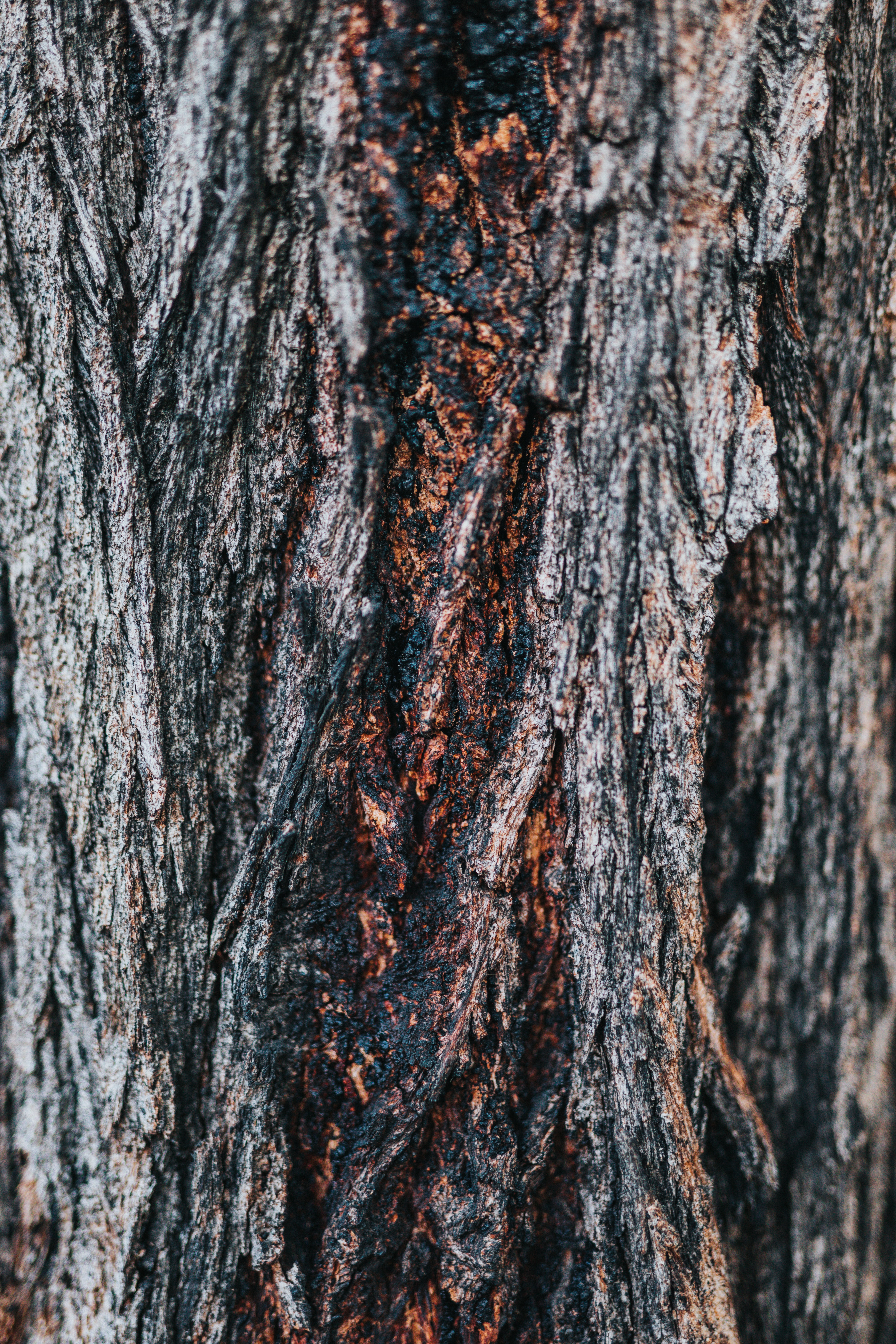 textures, wooden, wood, tree, texture, relief, bark Free Stock Photo