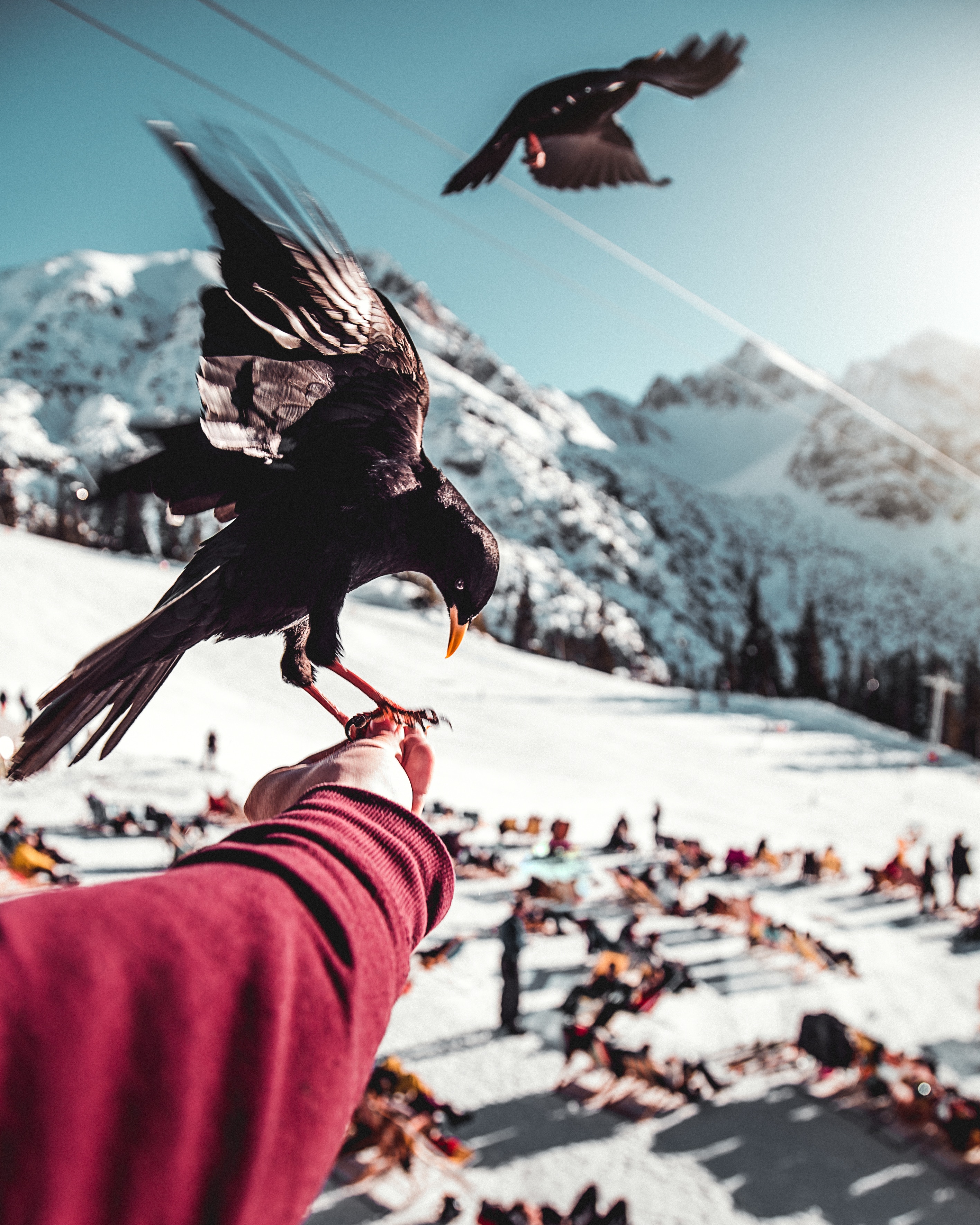 Download mobile wallpaper Bird, Animals, Hand, Smooth, Mountains, Blur, Raven for free.