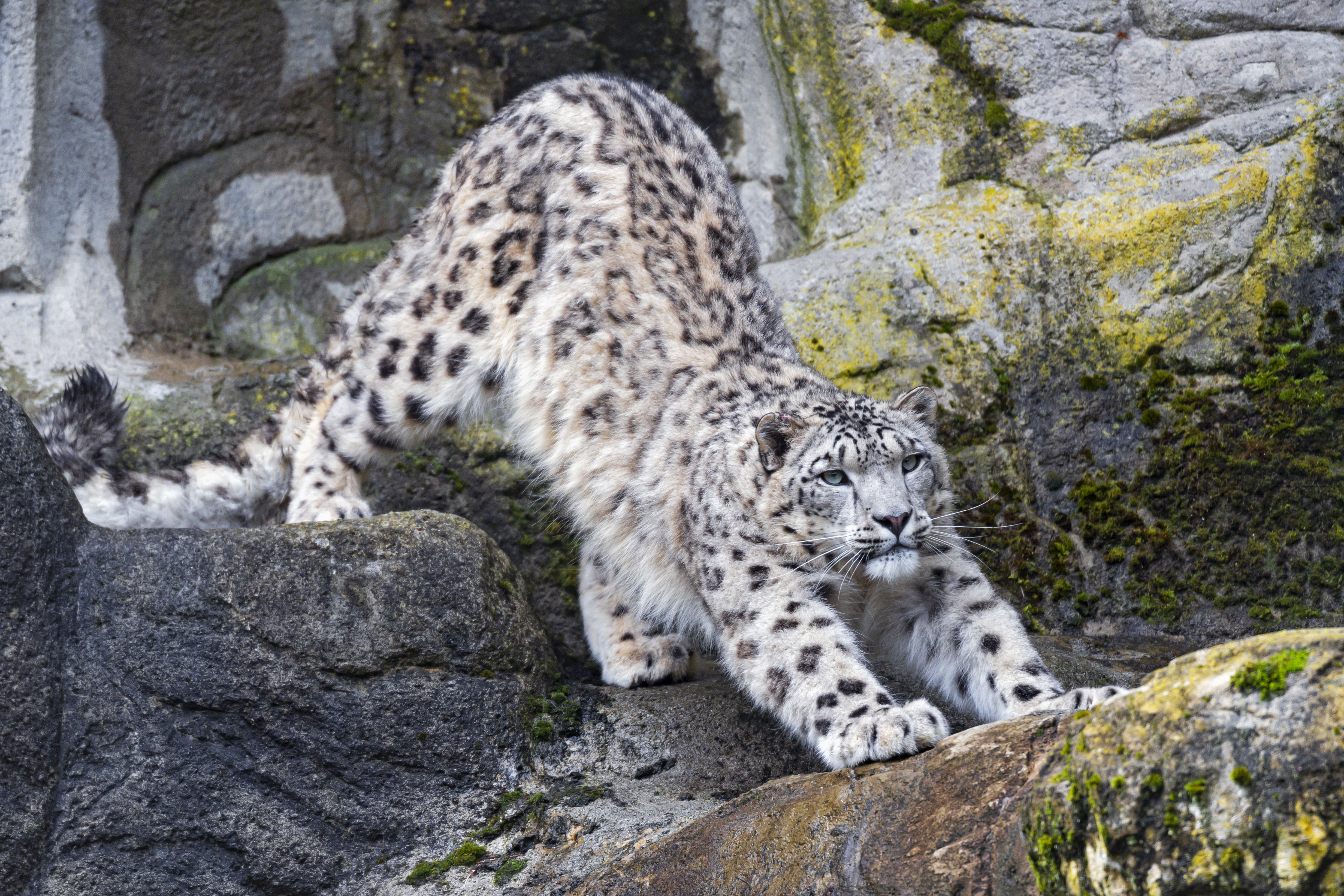 snow leopard, animals, rocks, predator, big cat UHD
