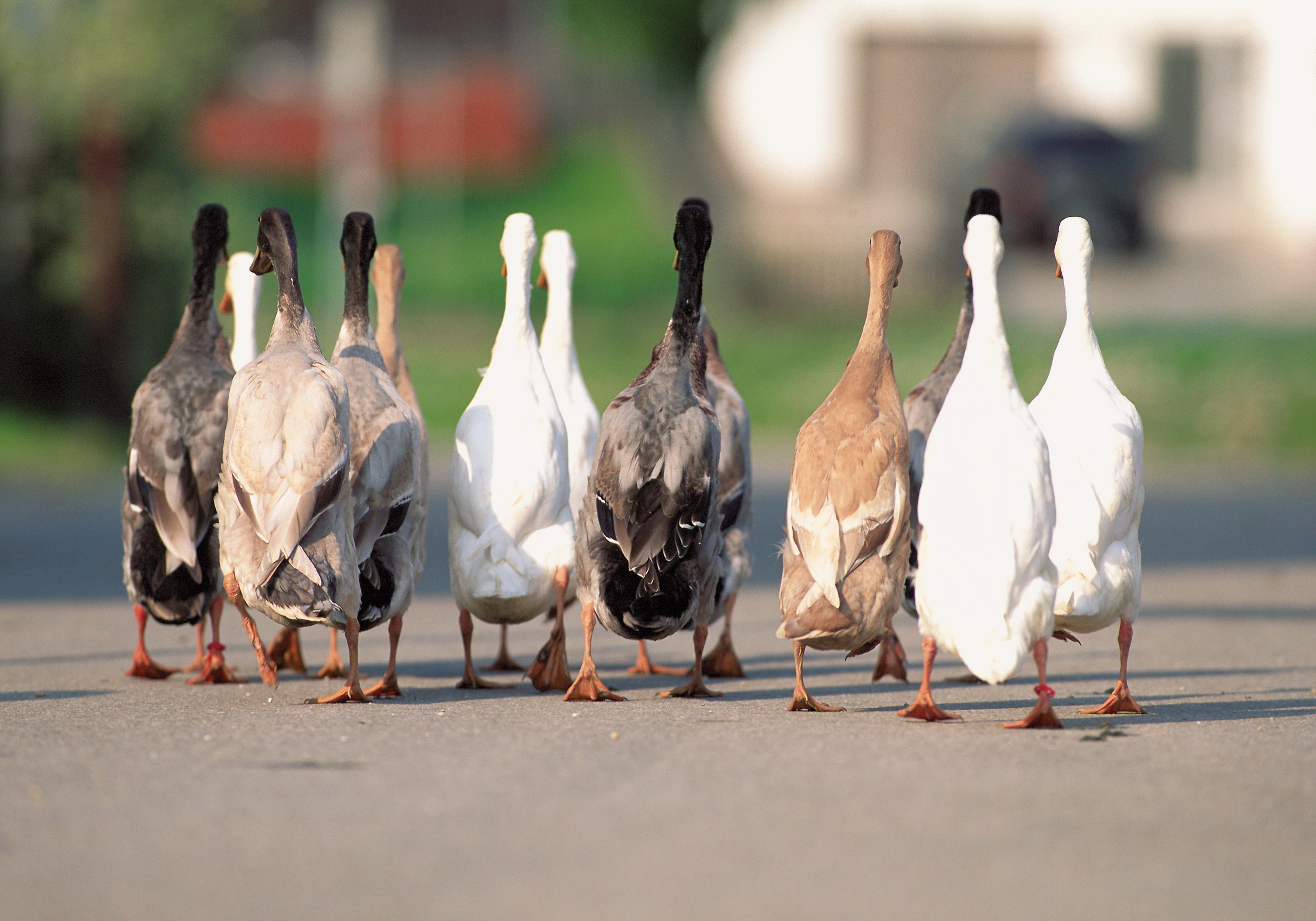 animals, geese, asphalt, flock