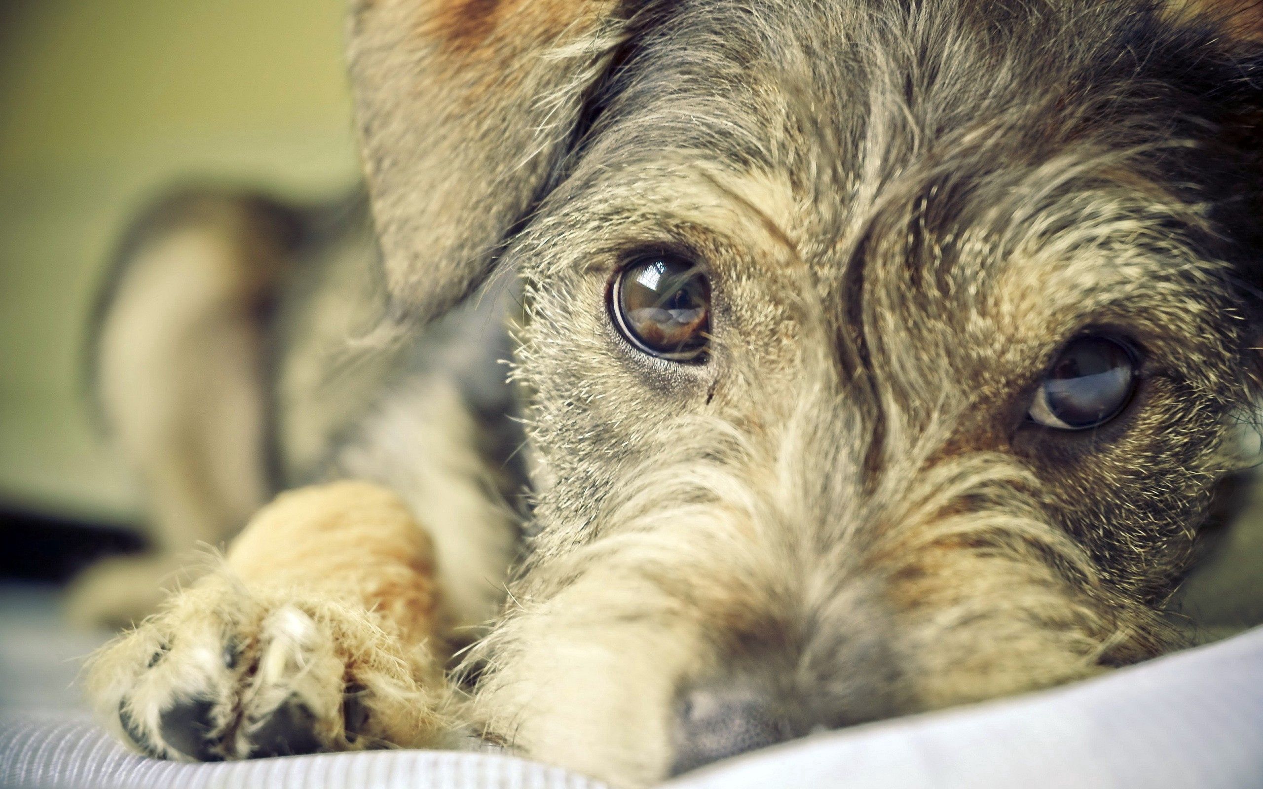 Free download wallpaper Dog, Muzzle, Puppy, Animals, Eyes on your PC desktop