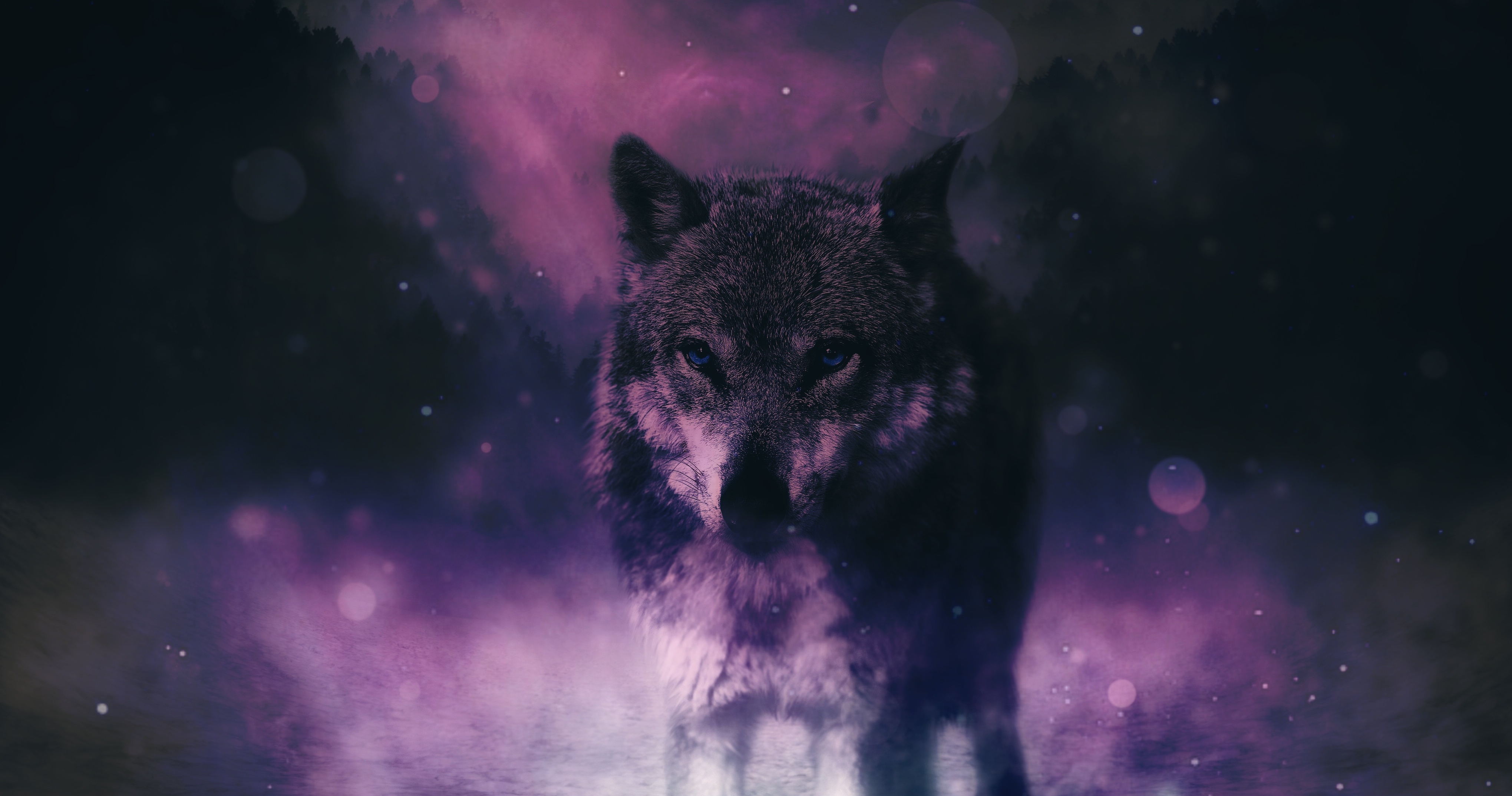 wolf, opinion, wildlife, animals, predator, sight, photoshop Full HD