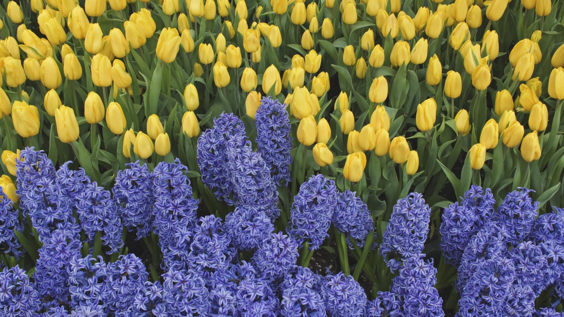 flowers, tulips, greens, flower bed, flowerbed, spring, hyacinths