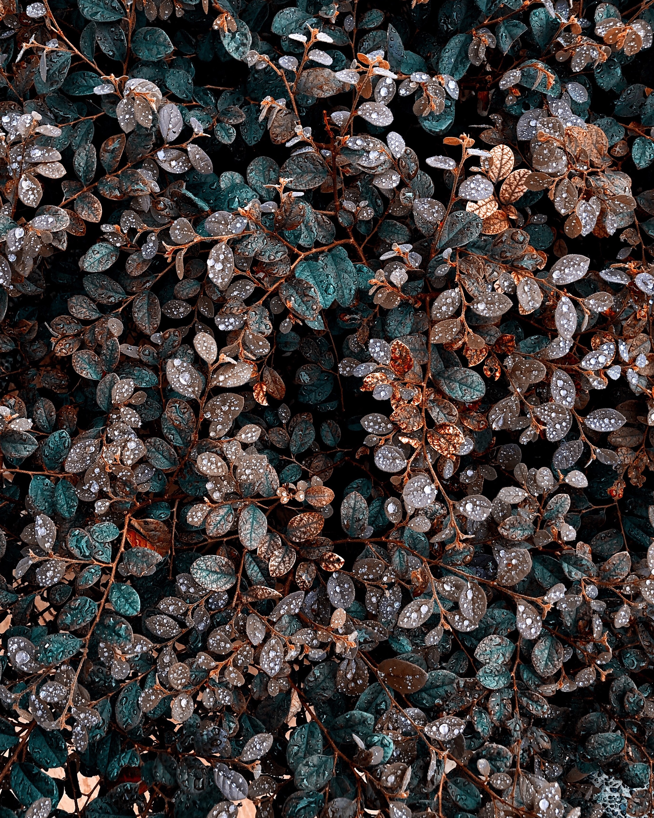plant, bush, leaves, drops, macro, wet, dew High Definition image