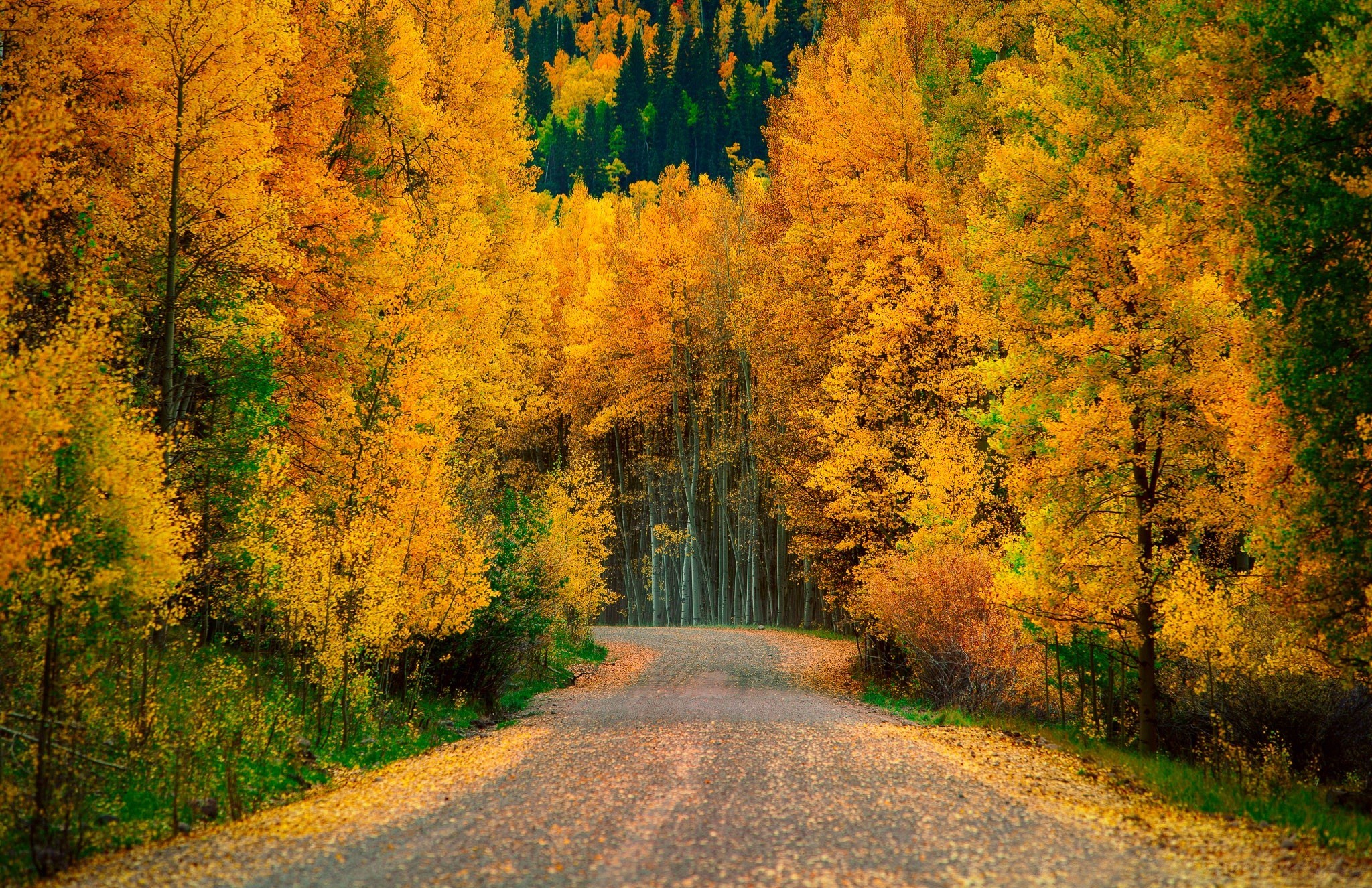 Осенний лес очень красивые. Осенний лес. Природа осень. Осень в лесу. Лес осенью.
