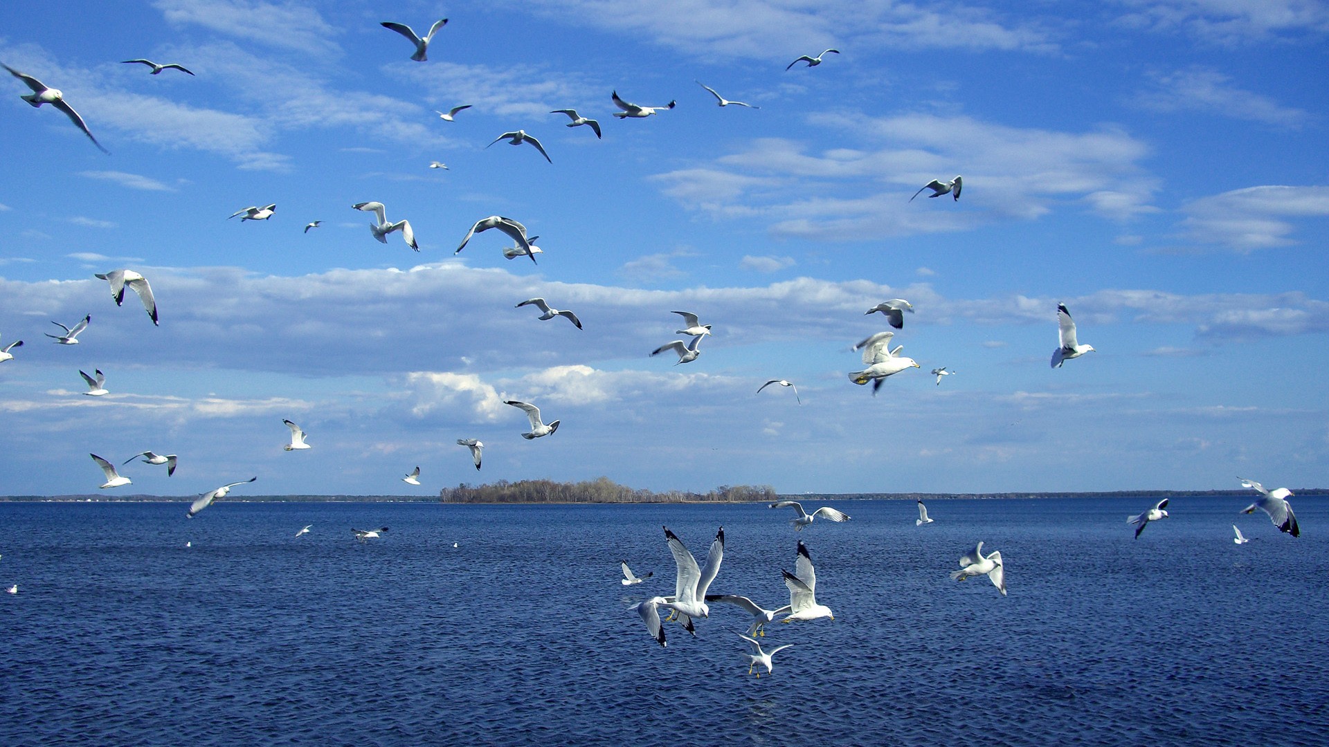 birds, flock of birds, animal, seagull, bird, ocean, water phone background