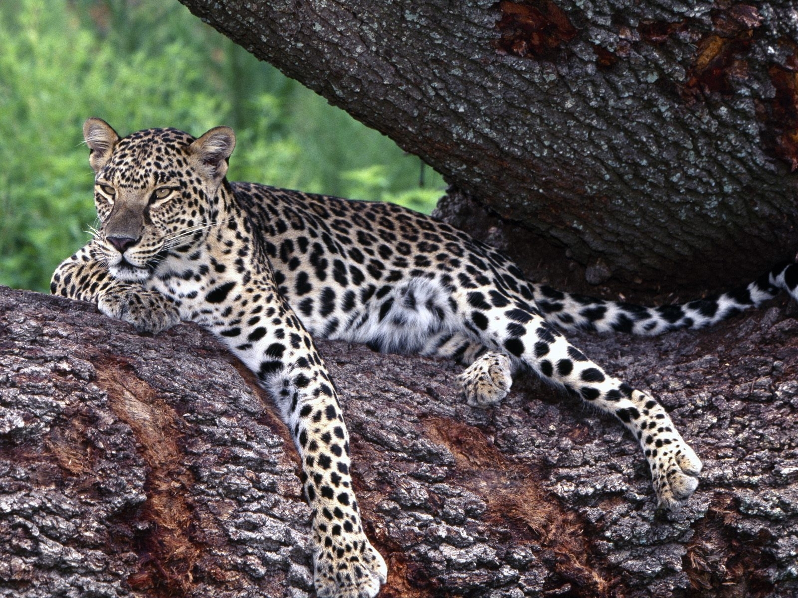 6098 Hintergrundbild herunterladen tiere, leopards - Bildschirmschoner und Bilder kostenlos