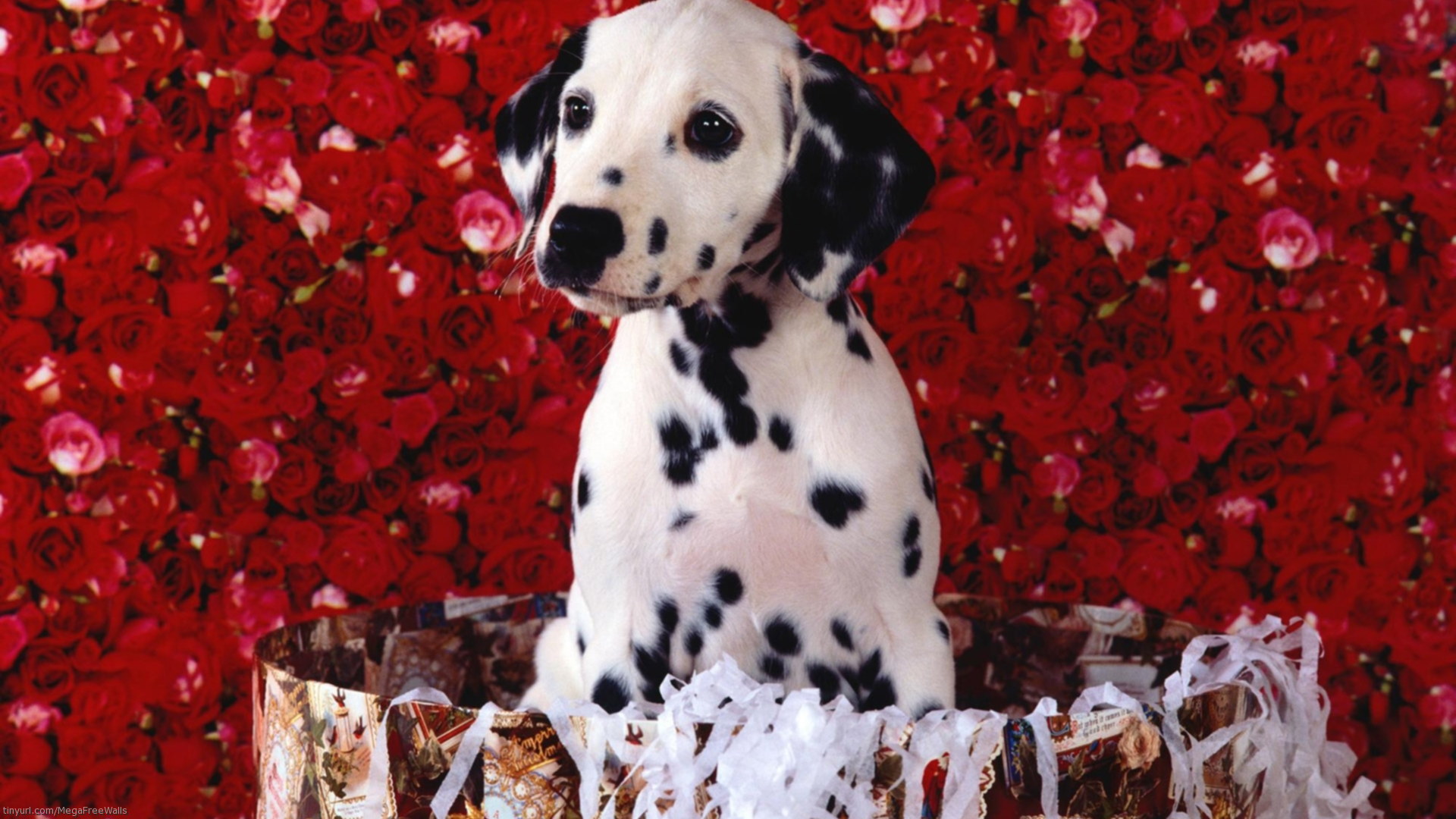 HD wallpaper animal, dalmatian, baby animal, dog, puppy, rose, dogs