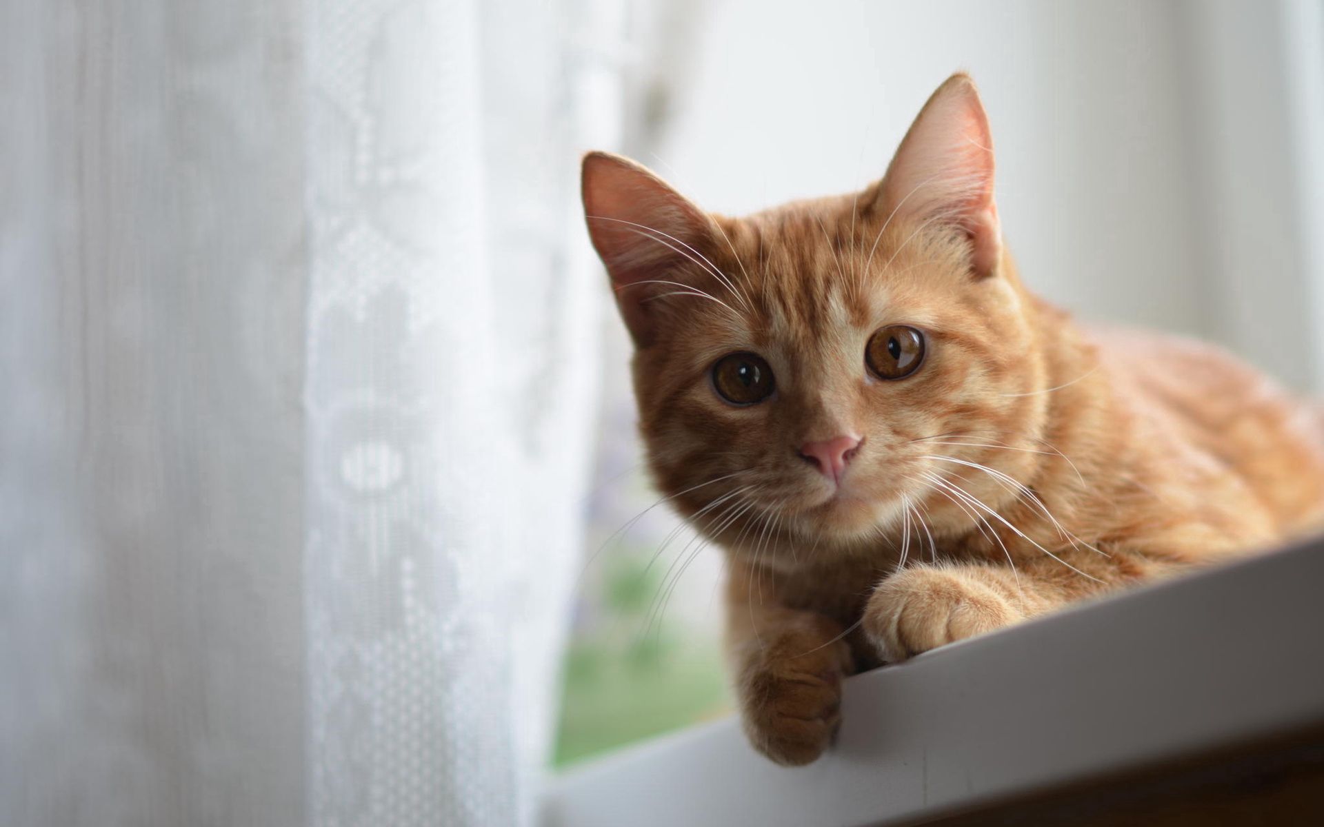 Рыжий кот с карими глазами