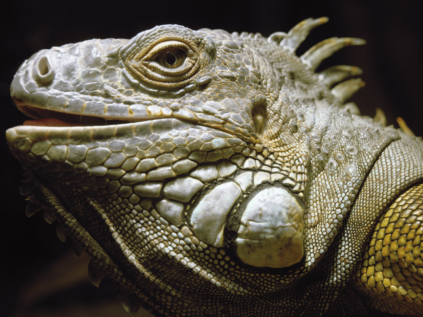 179345 descargar imagen animales, iguana, reptiles: fondos de pantalla y protectores de pantalla gratis
