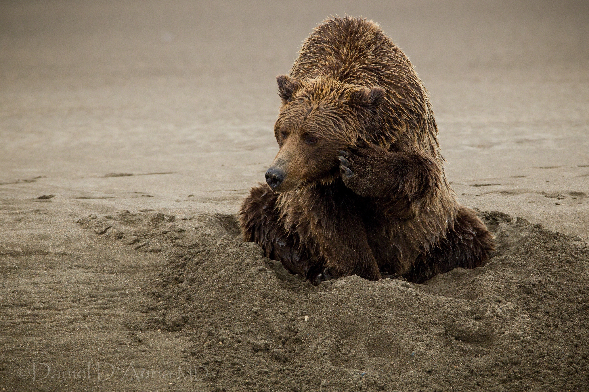 Download mobile wallpaper Sit, Animals, Wet, Sand, Bear for free.