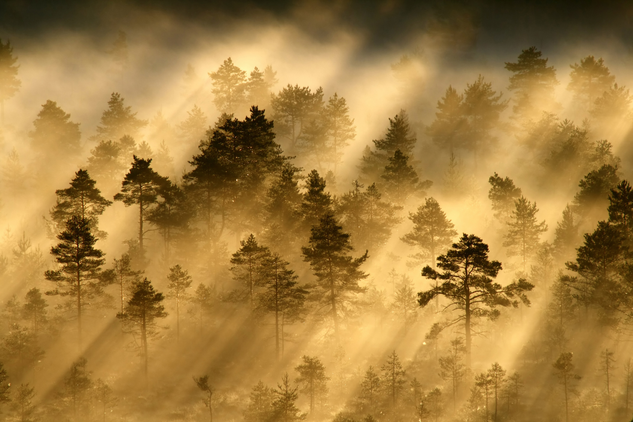 Лес в тумане сепия