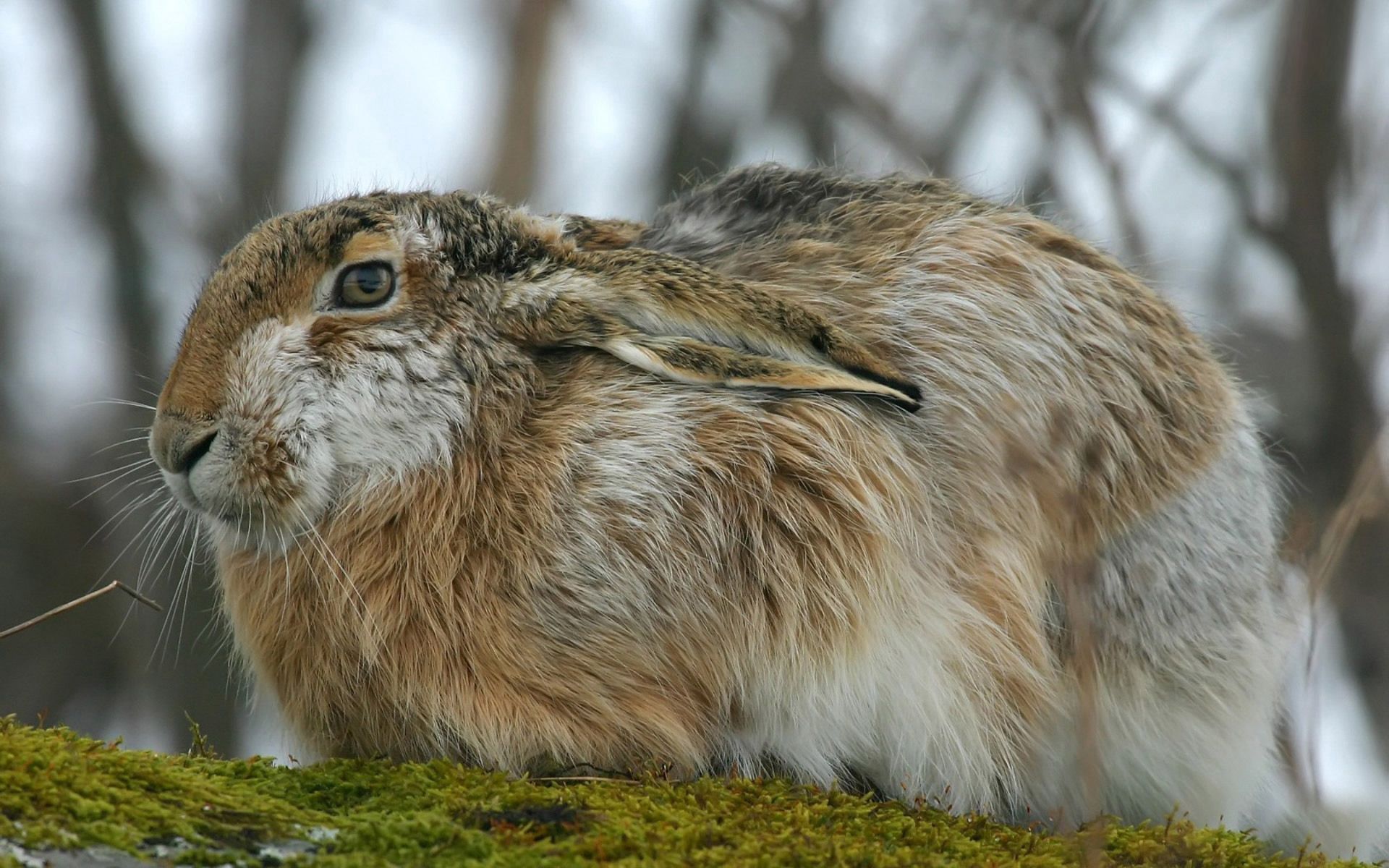 animals, fluffy, ears, rabbit, hare High Definition image