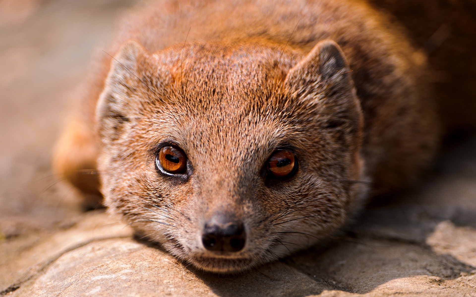 animal, rock hyrax, mongoose