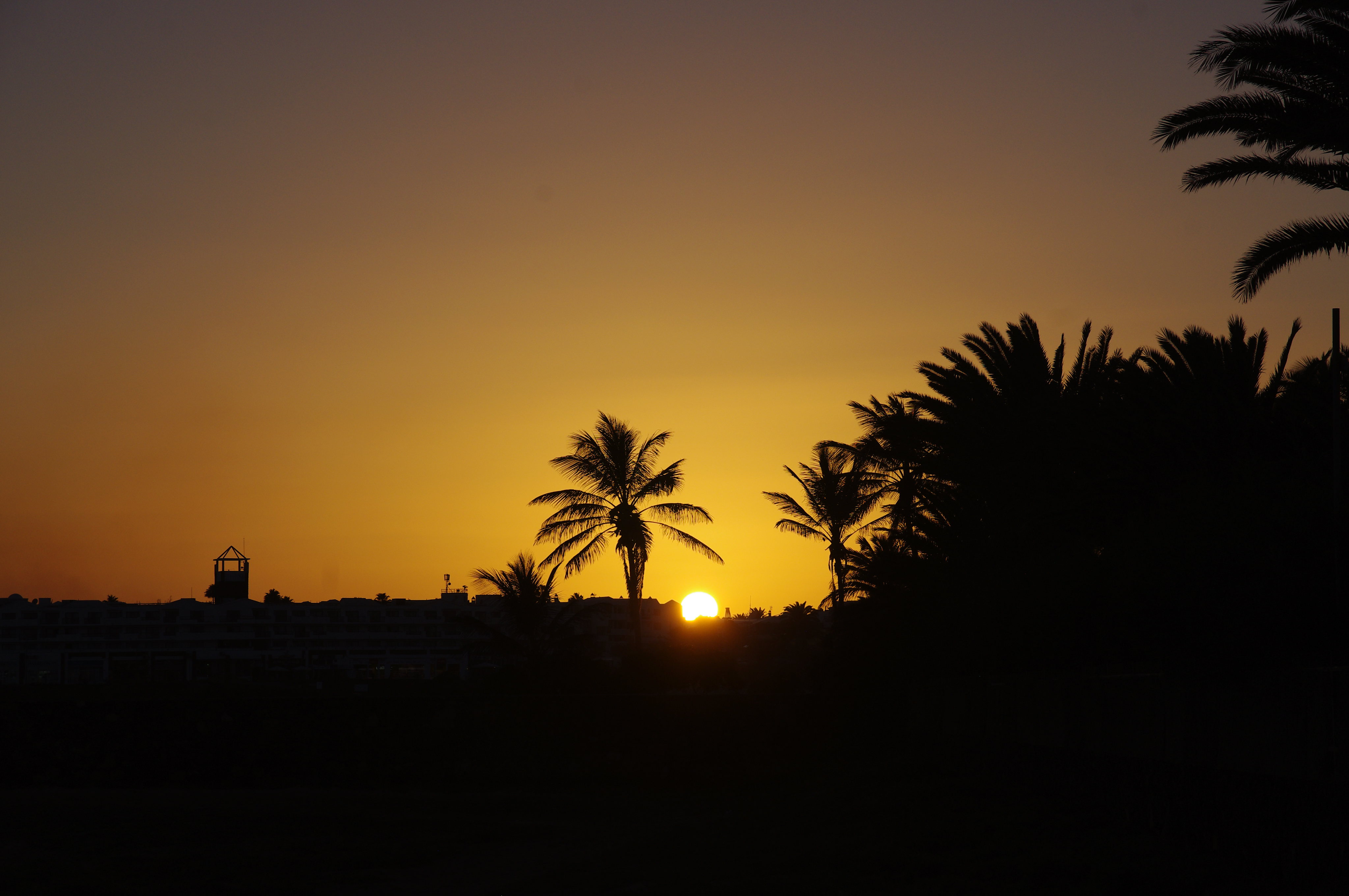 nature, sunset, sun, palms, silhouette desktop HD wallpaper
