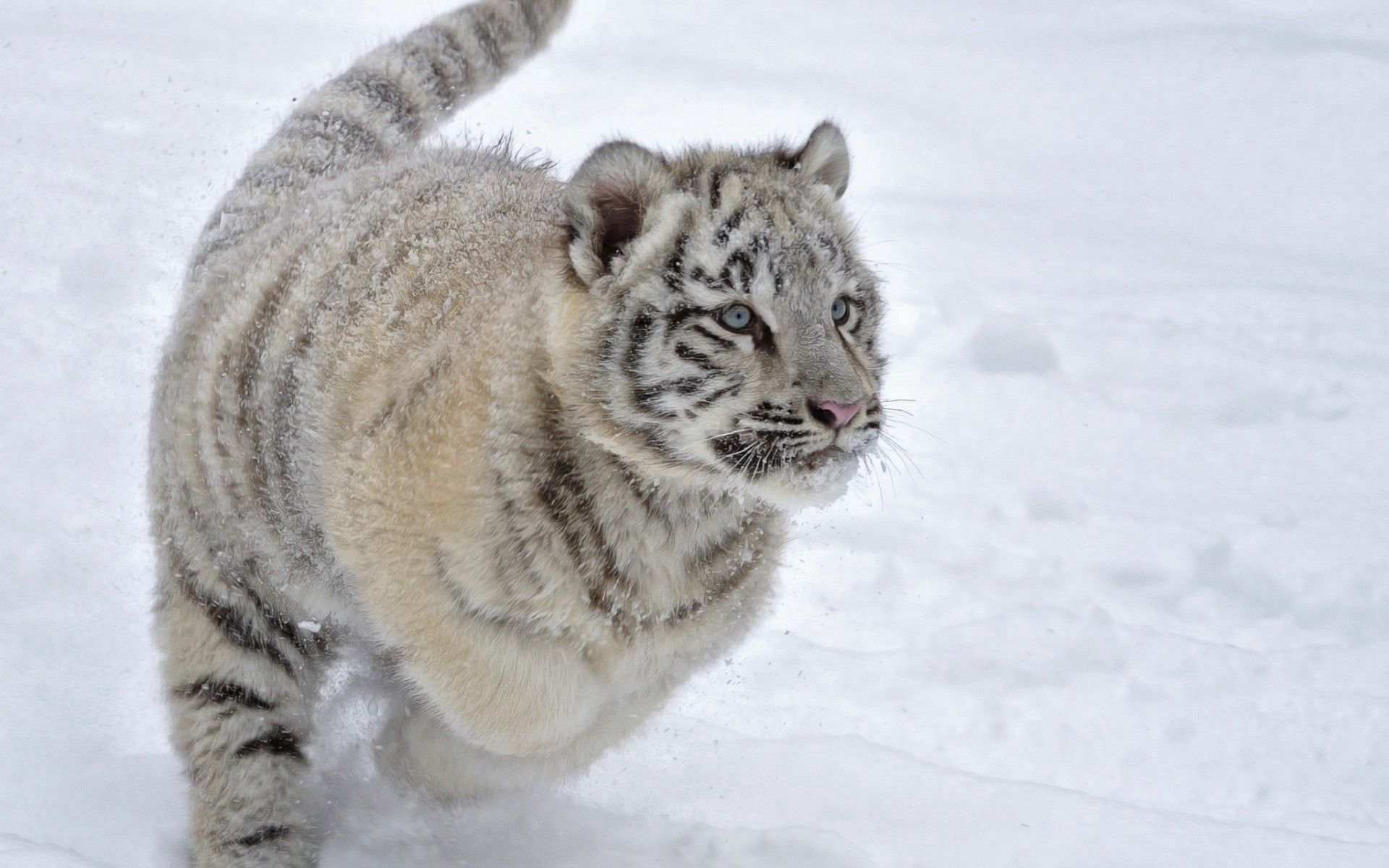 Laden Sie das Tiger, Prallen, Springen, Tigerjunges, Schnee, Tiere, Winter-Bild kostenlos auf Ihren PC-Desktop herunter