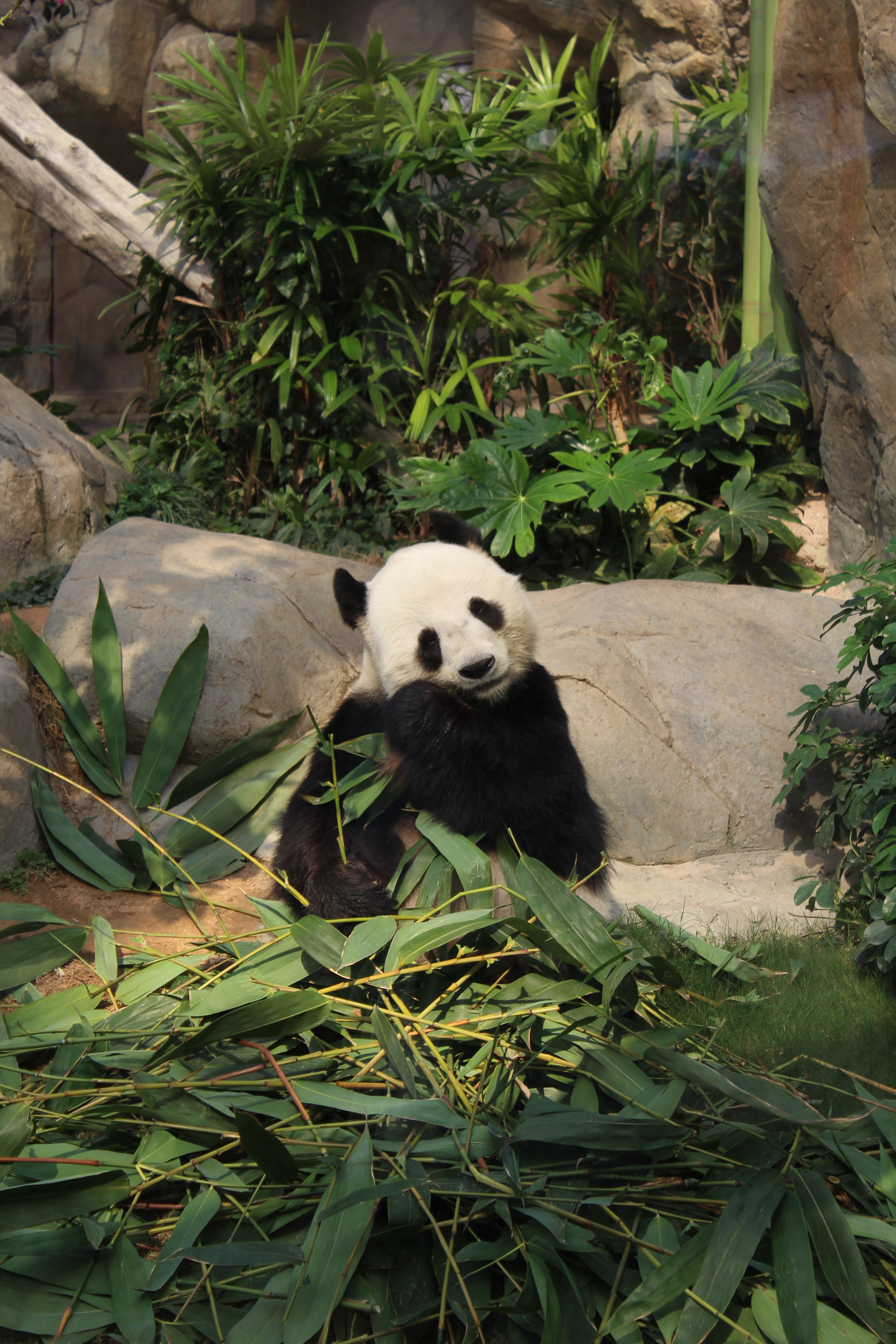 Download mobile wallpaper Animals, Animal, Bamboo, Panda, Funny for free.