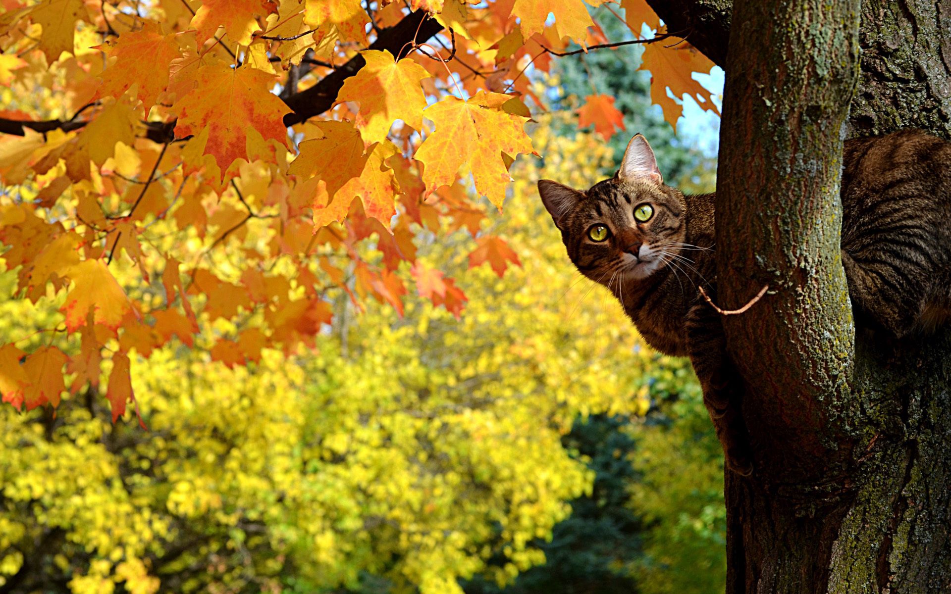 93830 скачать обои осень, желтые, животные, листья, кот, дерево, клен, котэ, выглядывает - заставки и картинки бесплатно