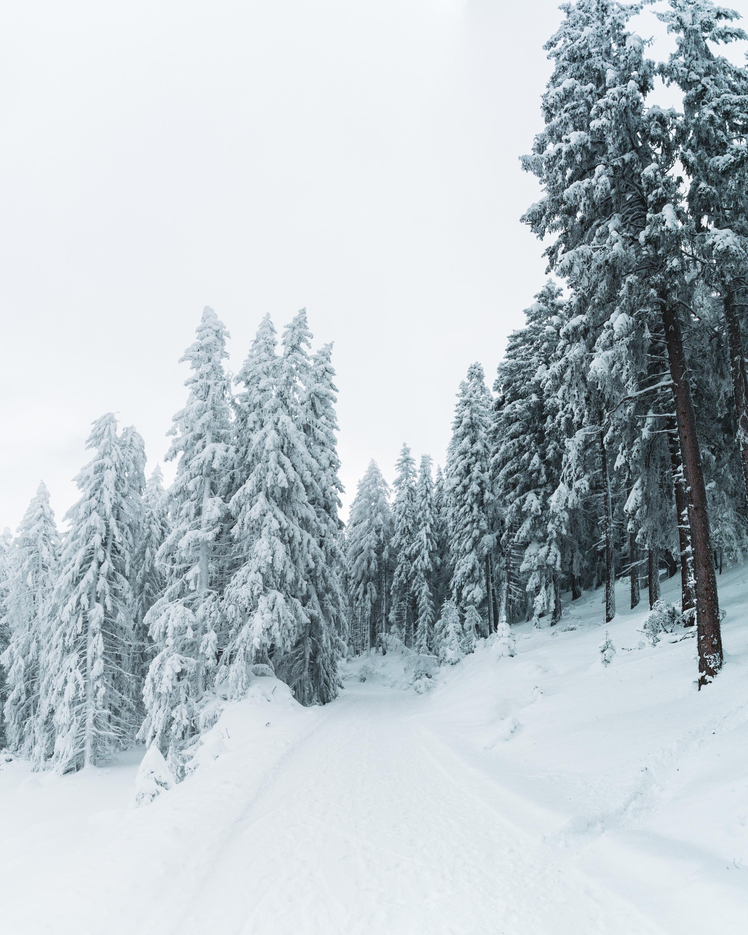 Скачать картинку Заснеженный, Деревья, Снег, Природа, Тропинка, Зима в телефон бесплатно.