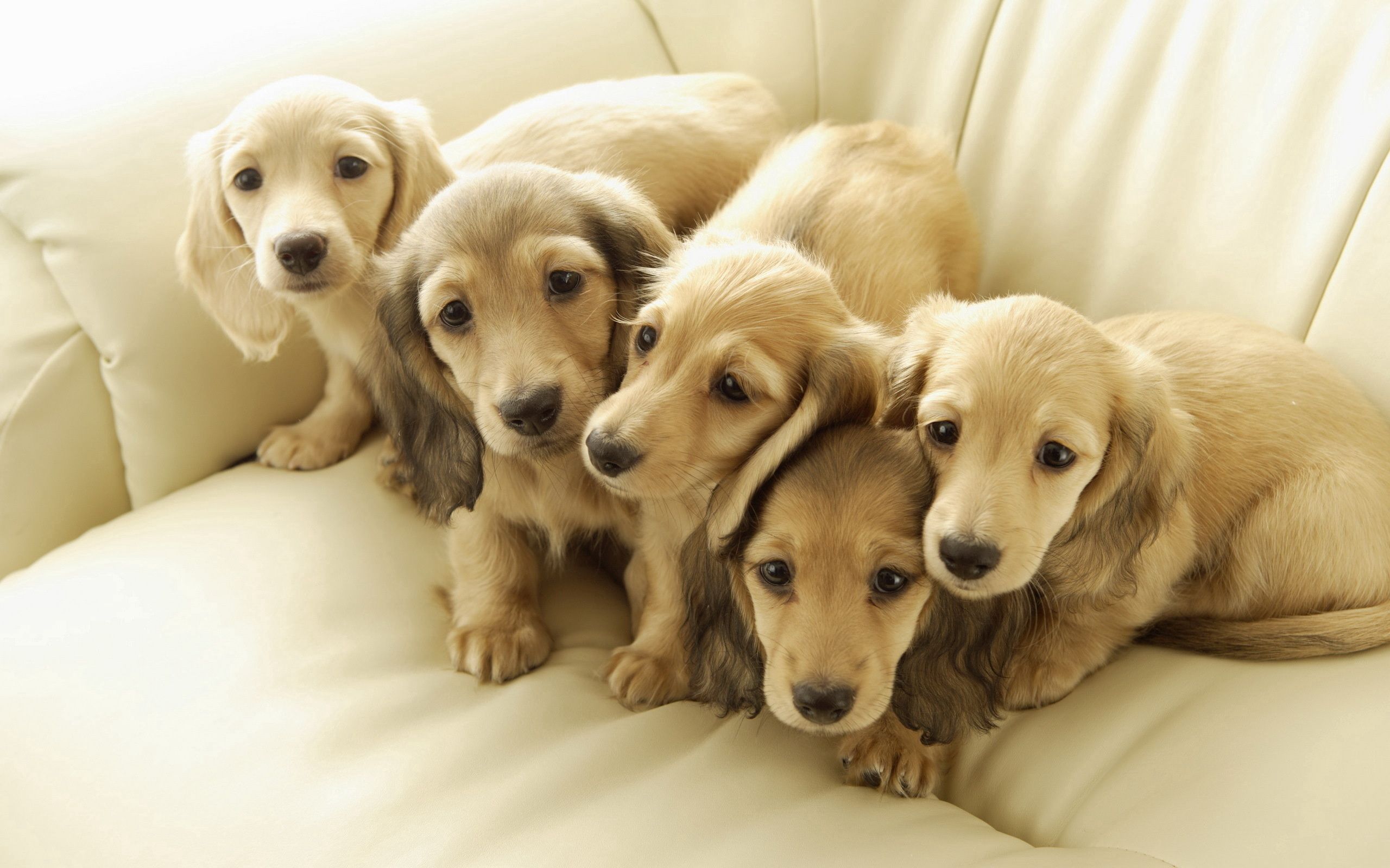 friends, animals, dogs, puppies Free Background