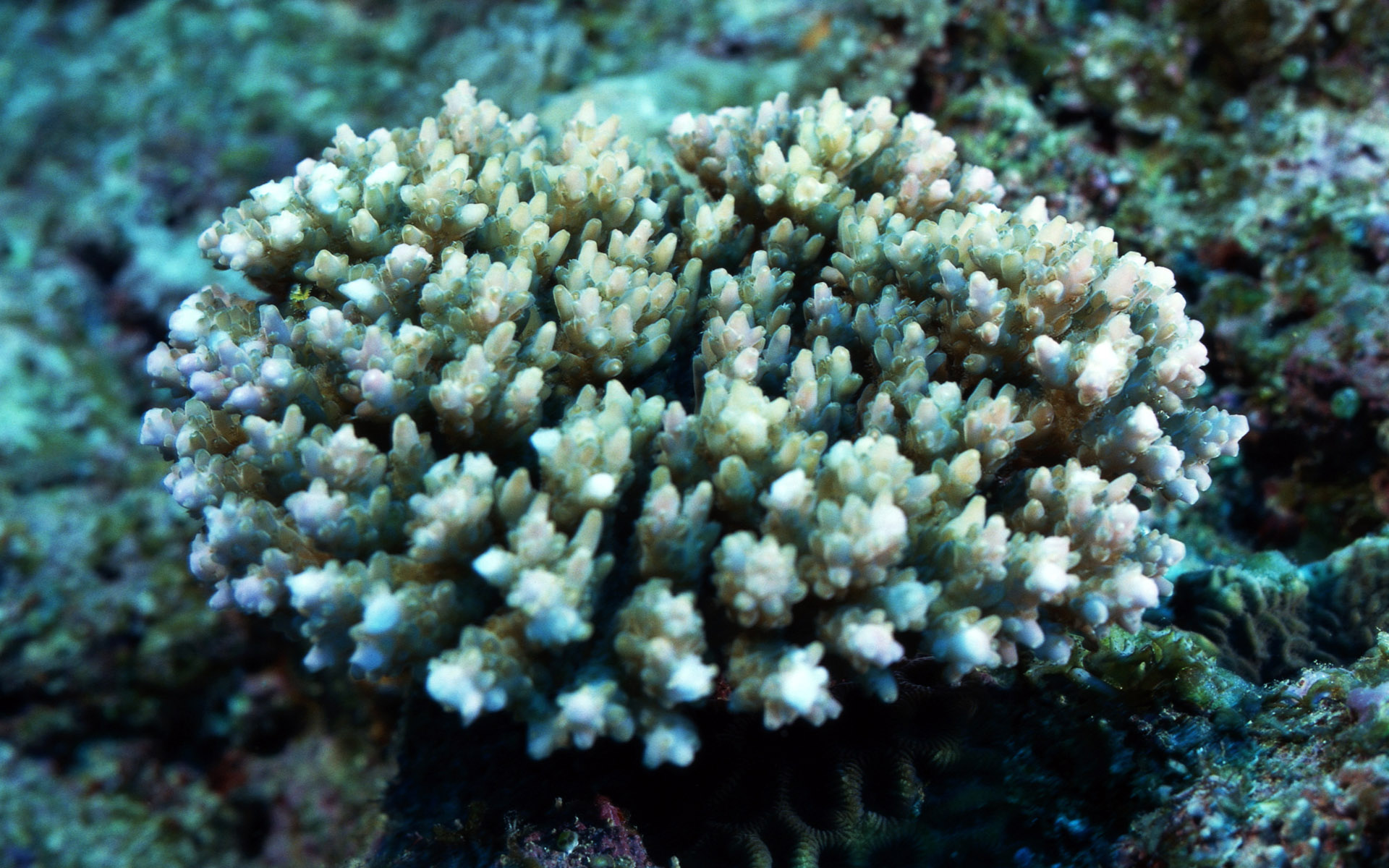 Free Images  Coral