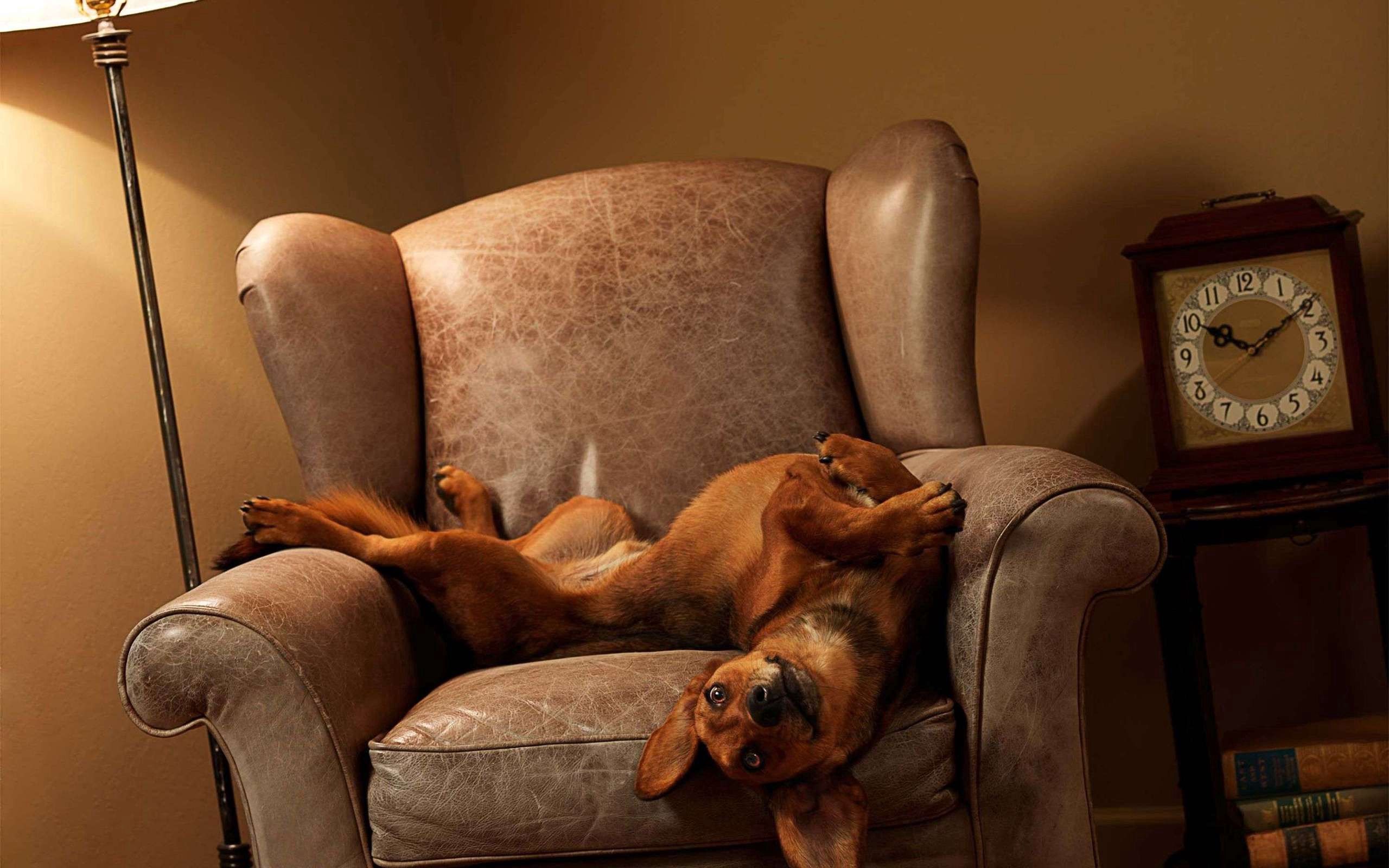 animals, to lie down, lie, dog, playful, armchair Image for desktop