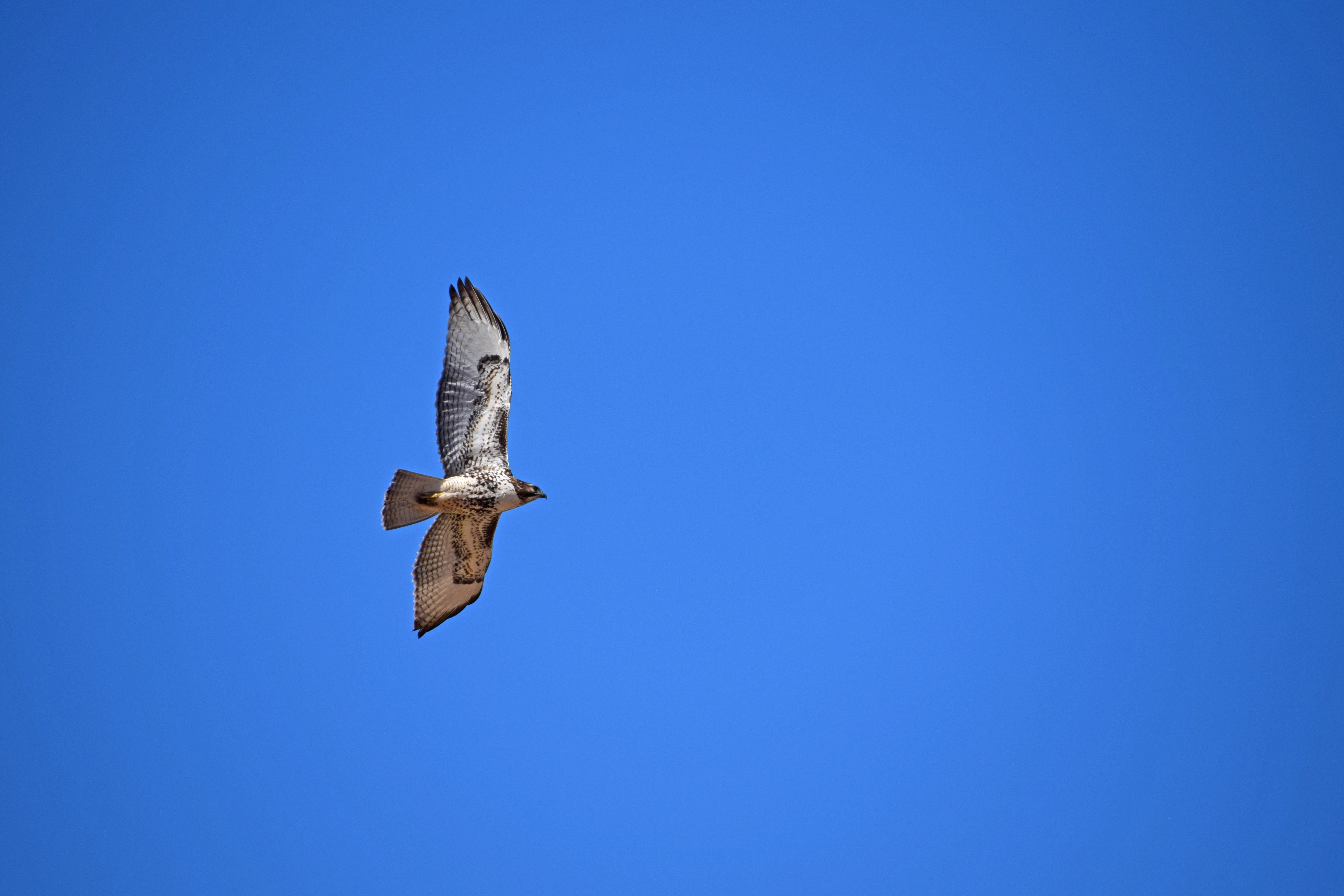 Download mobile wallpaper Sky, Red Tailed Hawk, Animals, Flight, Wings, Hawk for free.