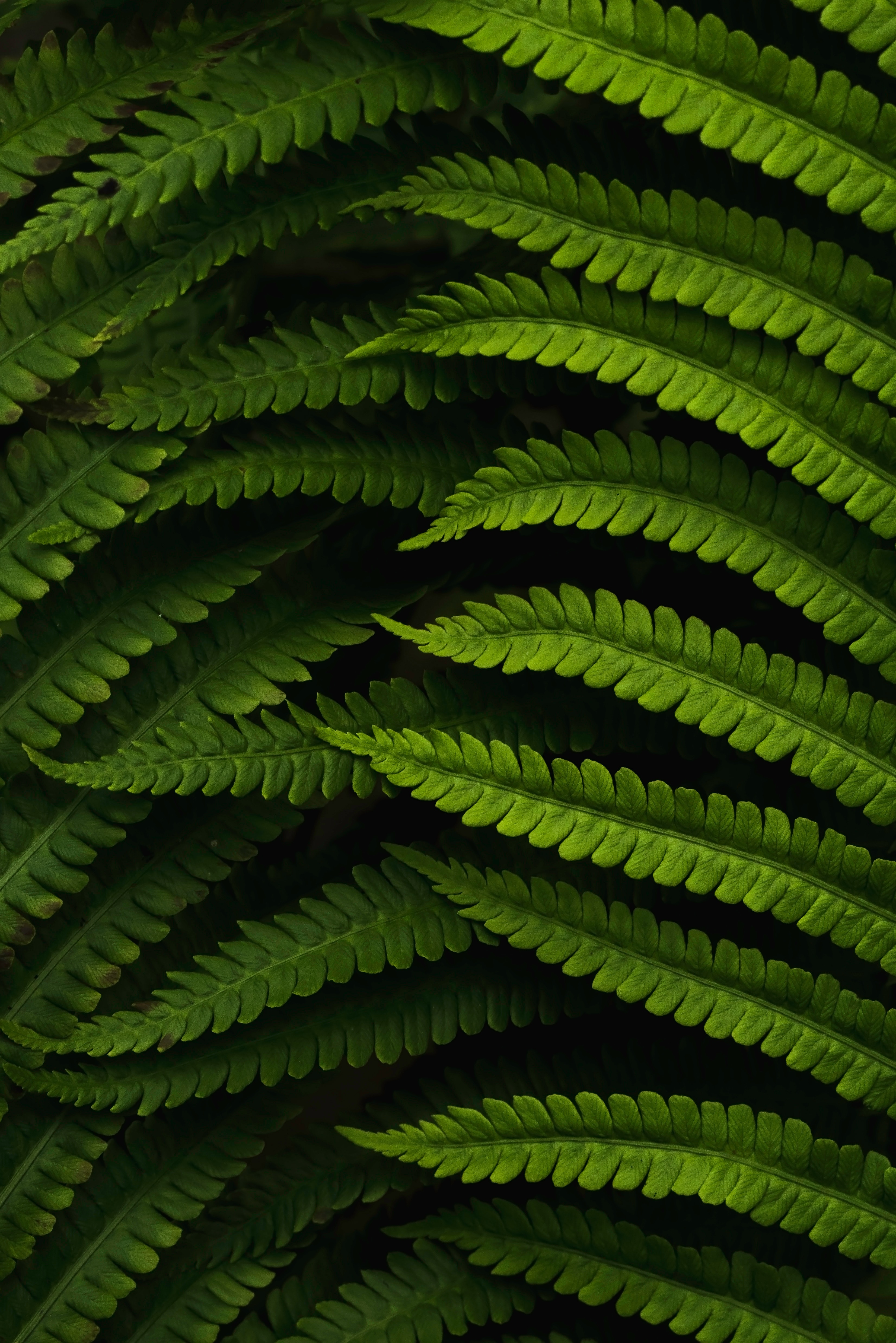 android leaves, green, macro, fern