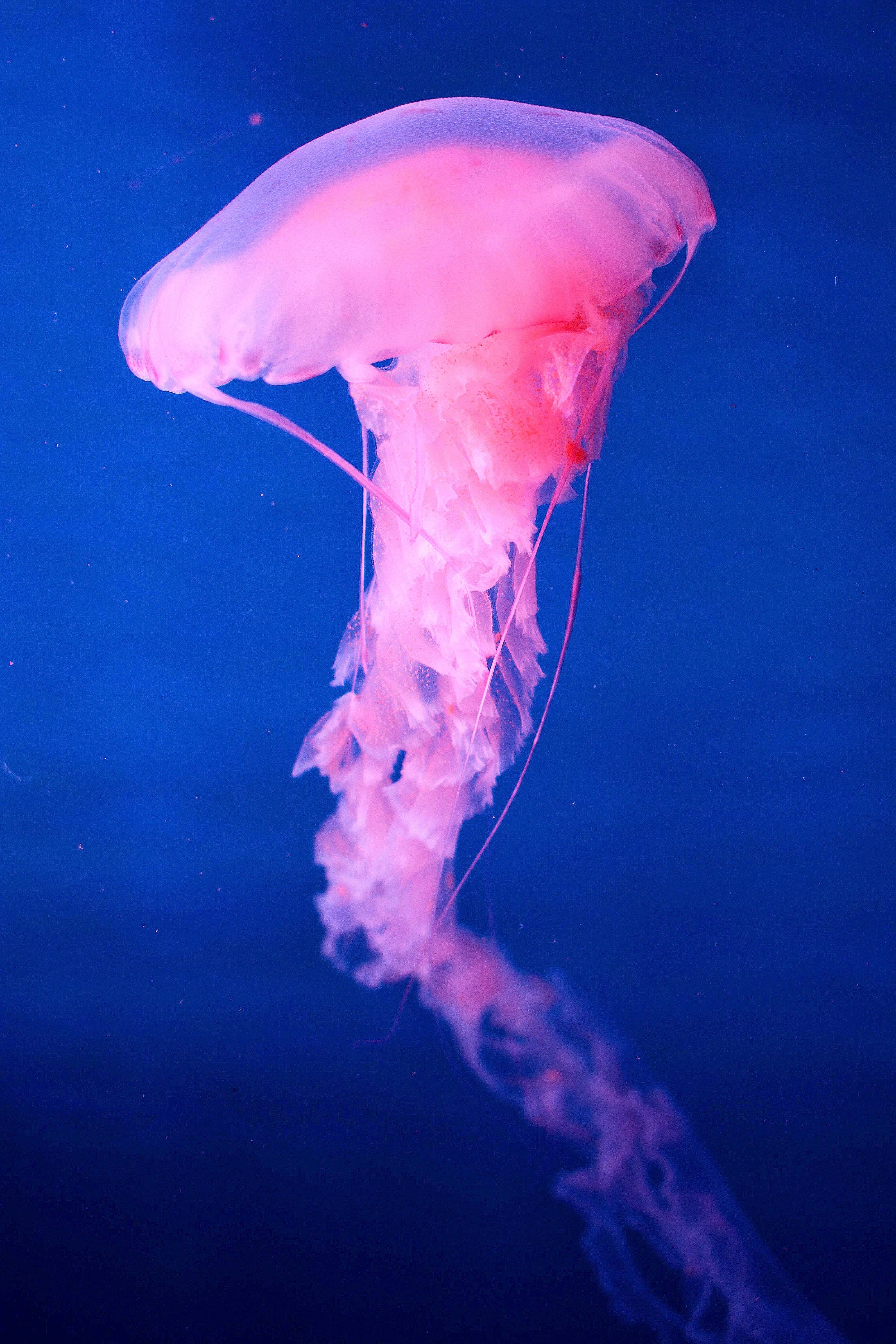 Download mobile wallpaper Animals, Pink, Underwater World, Jellyfish for free.