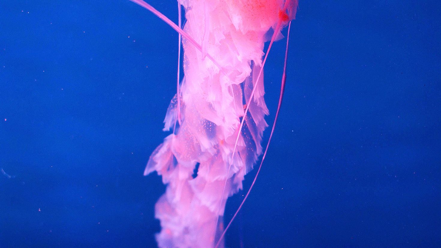 Розовые медузы в черном море
