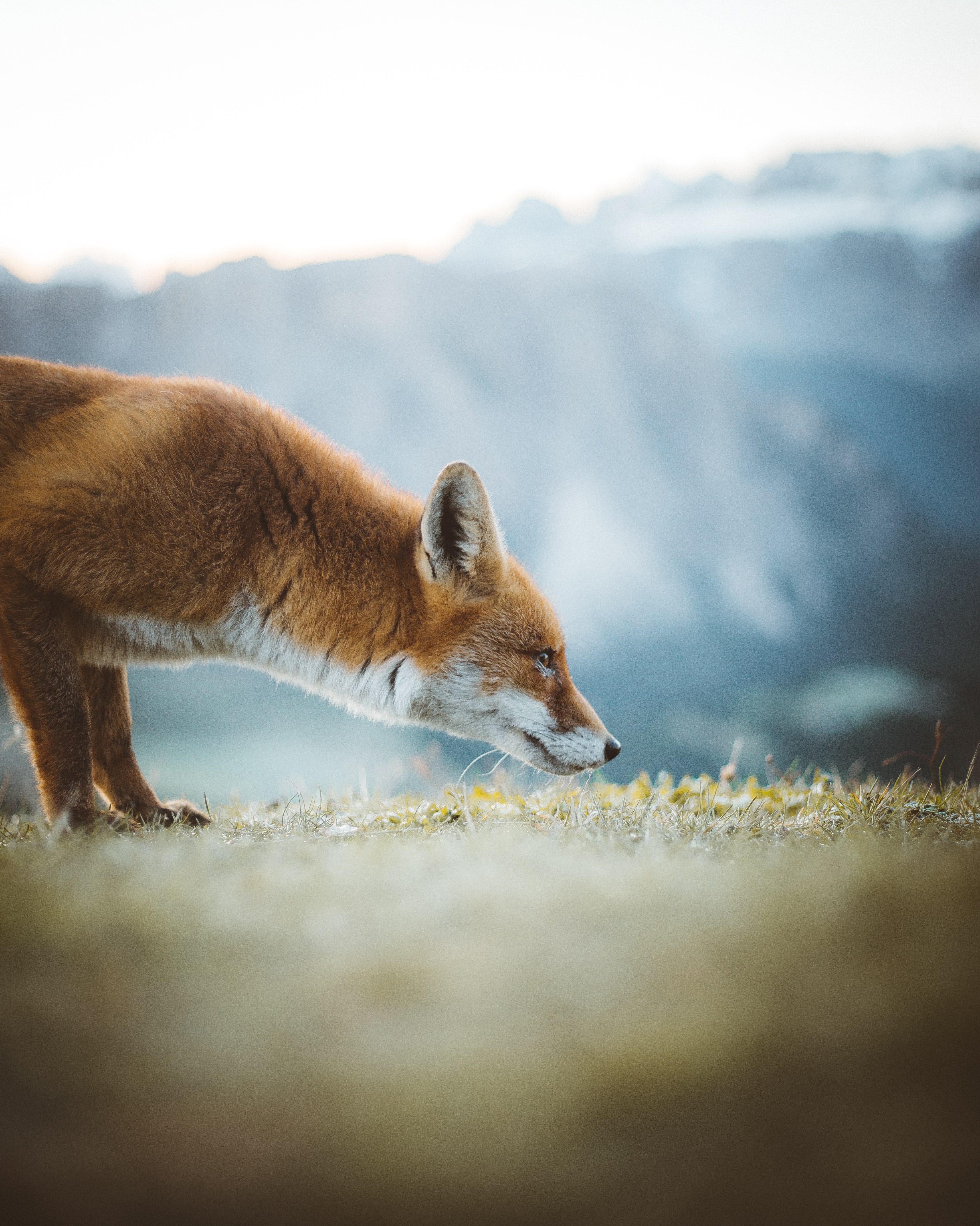 Download mobile wallpaper Ears, Nose, Profile, Animals, Fox for free.