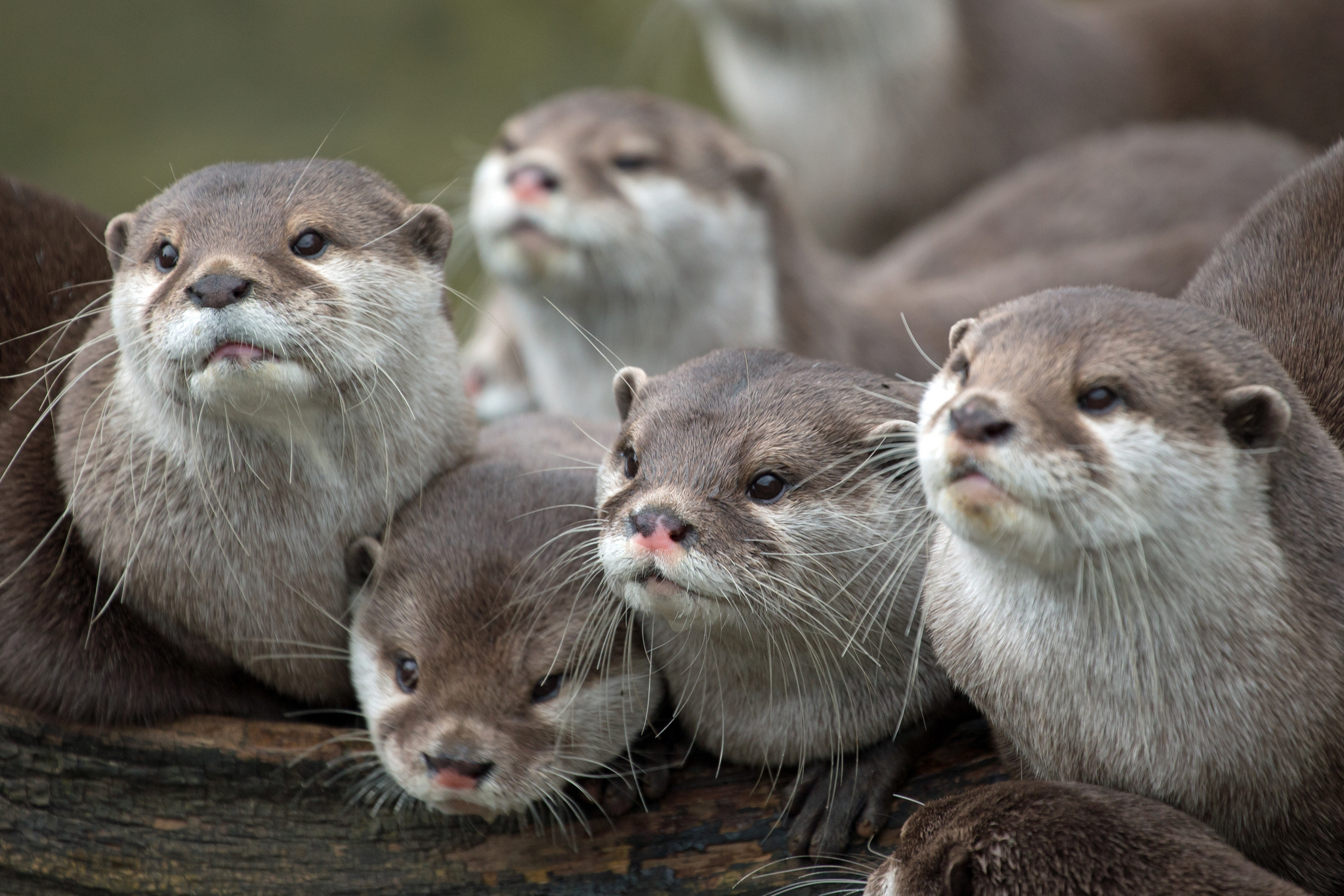 83564 Hintergrundbild herunterladen tiere, otters, sicht, meinung, die familie, familie - Bildschirmschoner und Bilder kostenlos